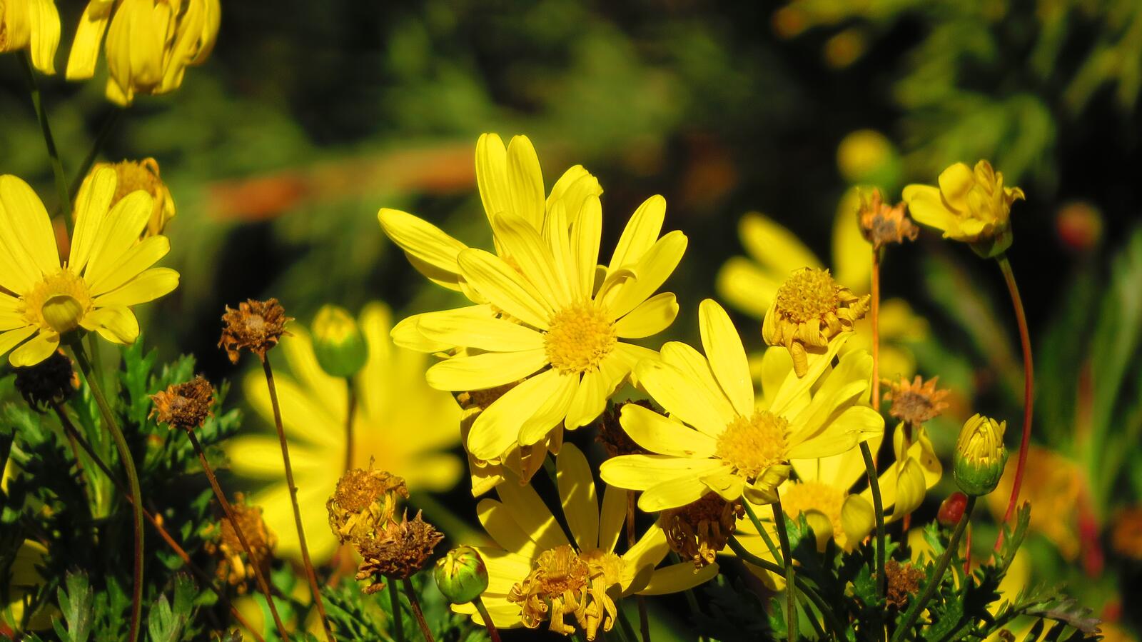 Free photo Yellow flowers in green grass.