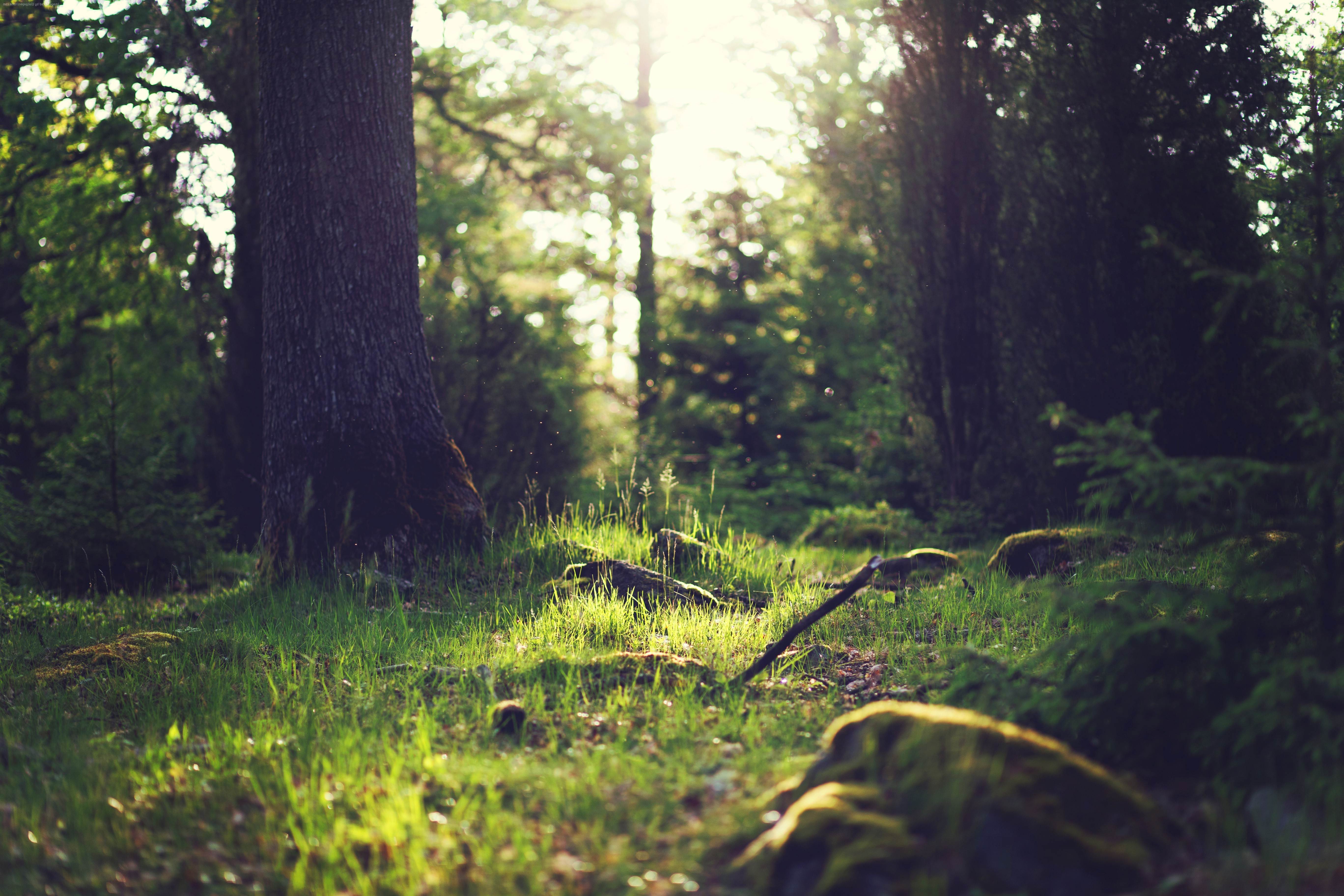 Бесплатное фото Лето на лужайке в лесу