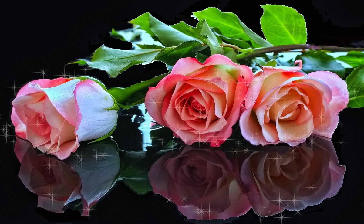 Розы лежат на стеклянной поверхности
