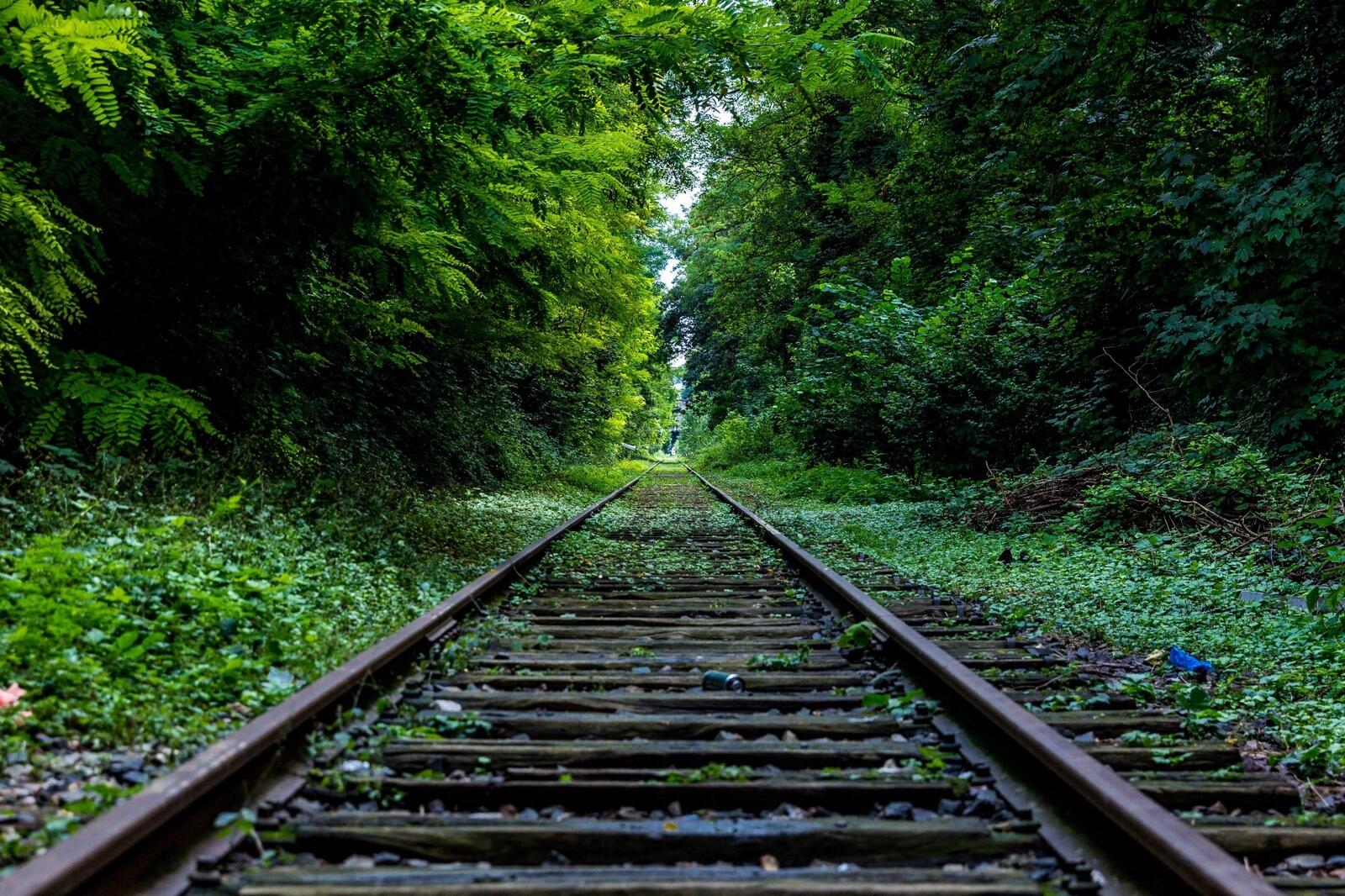 Бесплатное фото Железная дорога вдоль леса с зеленой листвой