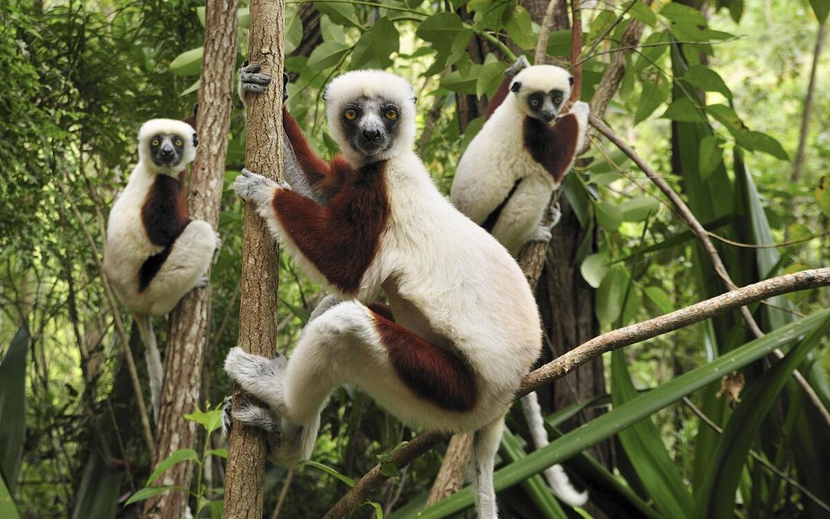 Lemurs at the zoo