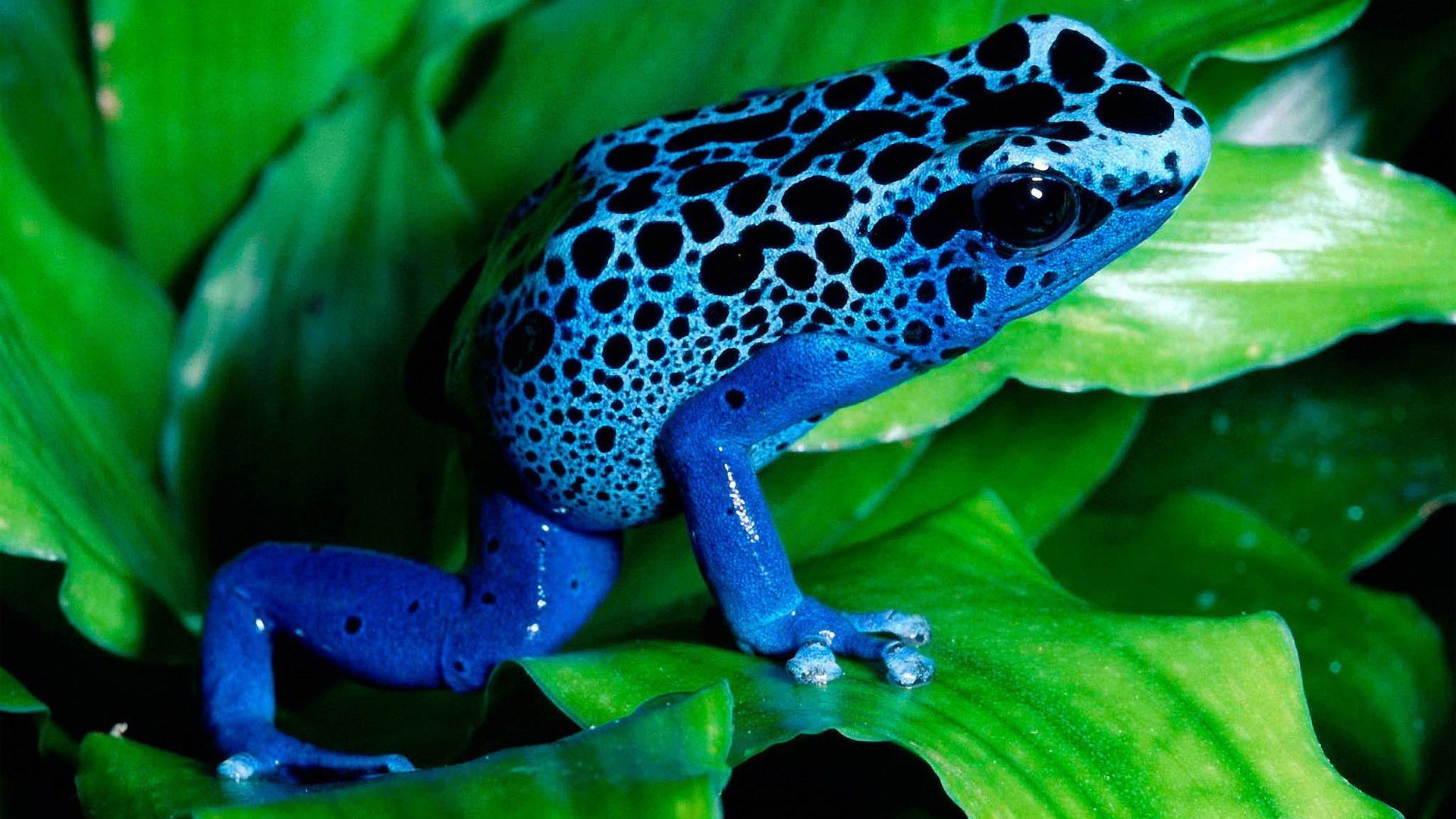 Бесплатное фото Синяя лягушка