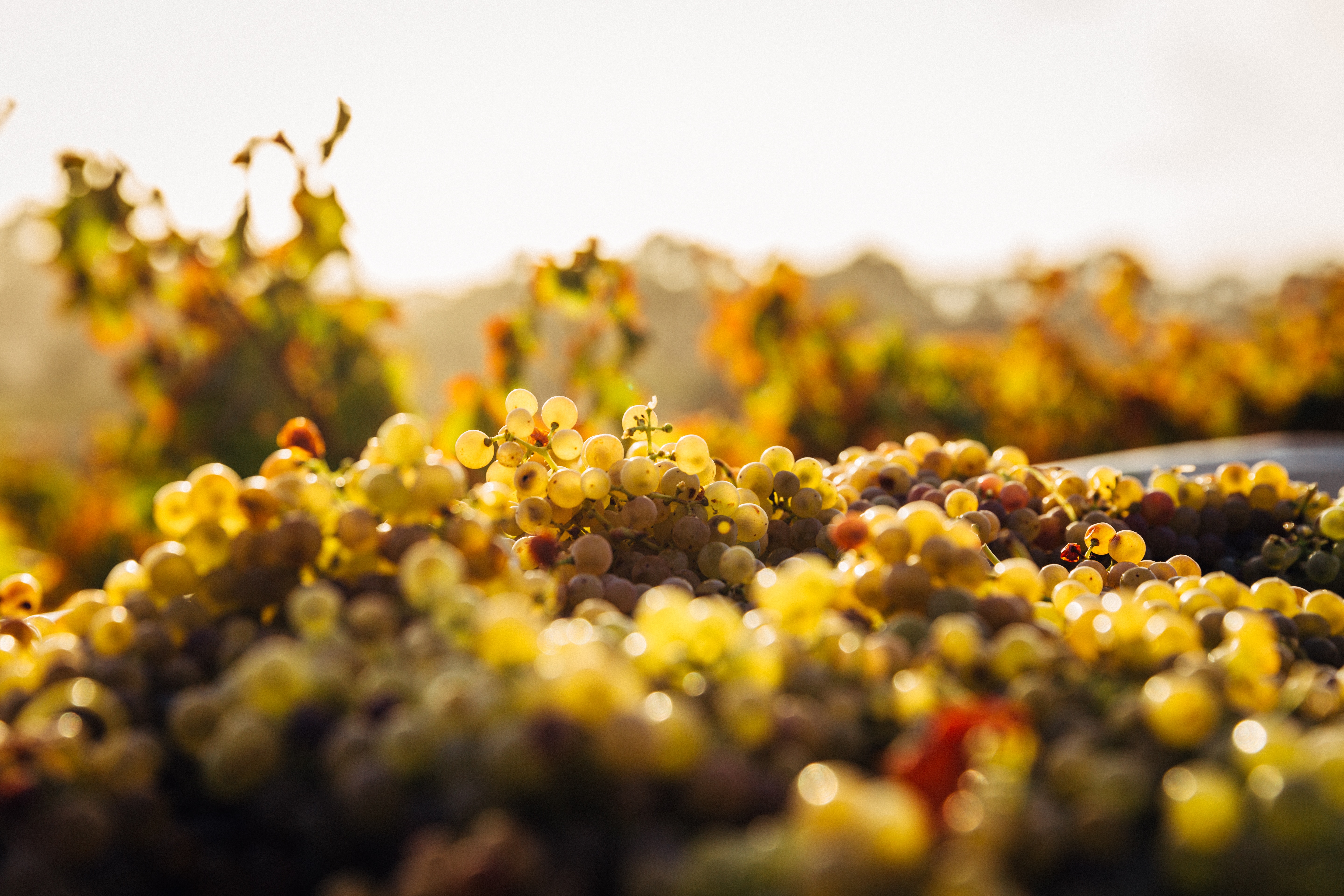 Бесплатное фото Куча винограда под солнечными лучами