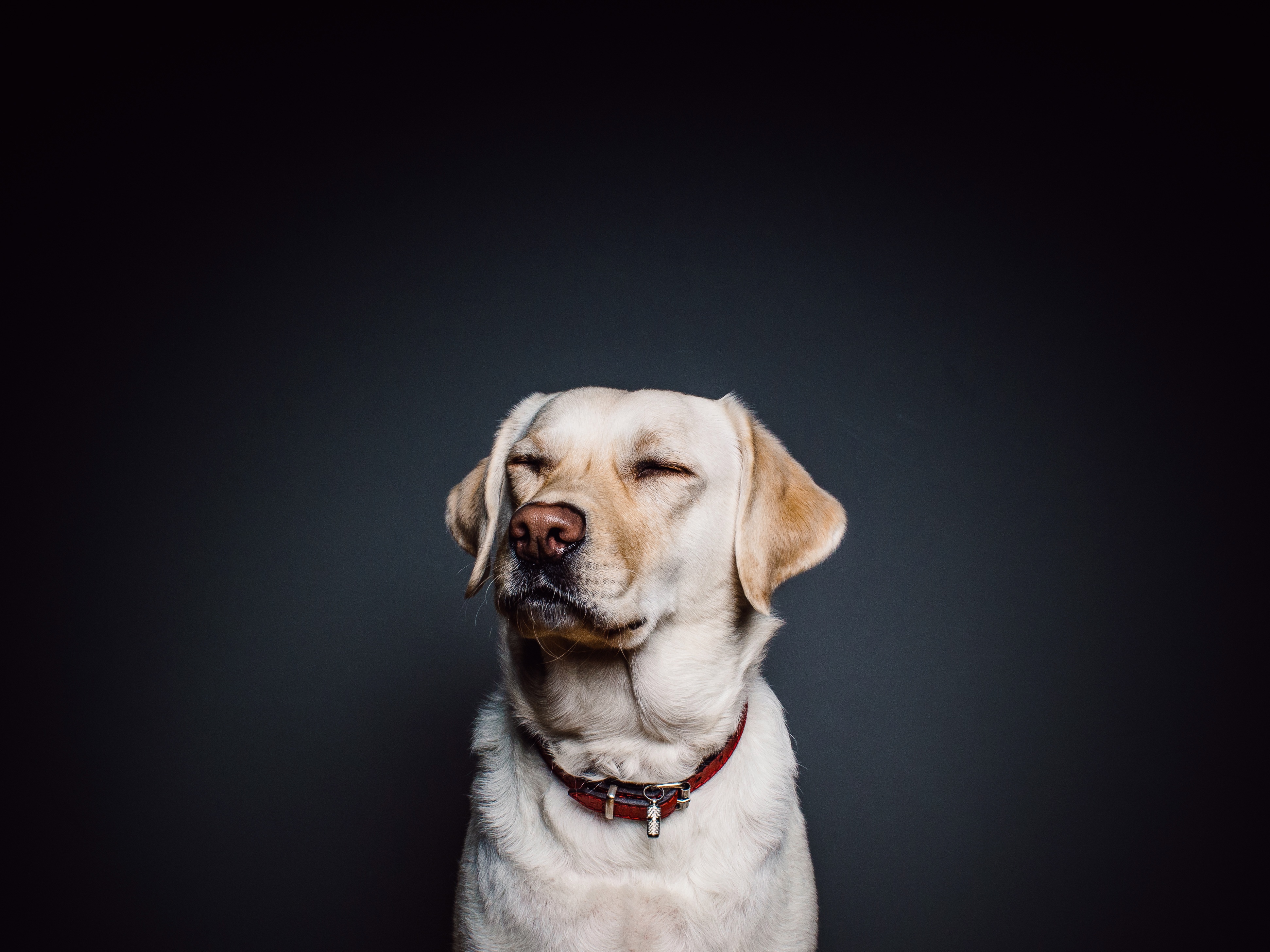 免费照片拉布拉多猎犬的肖像