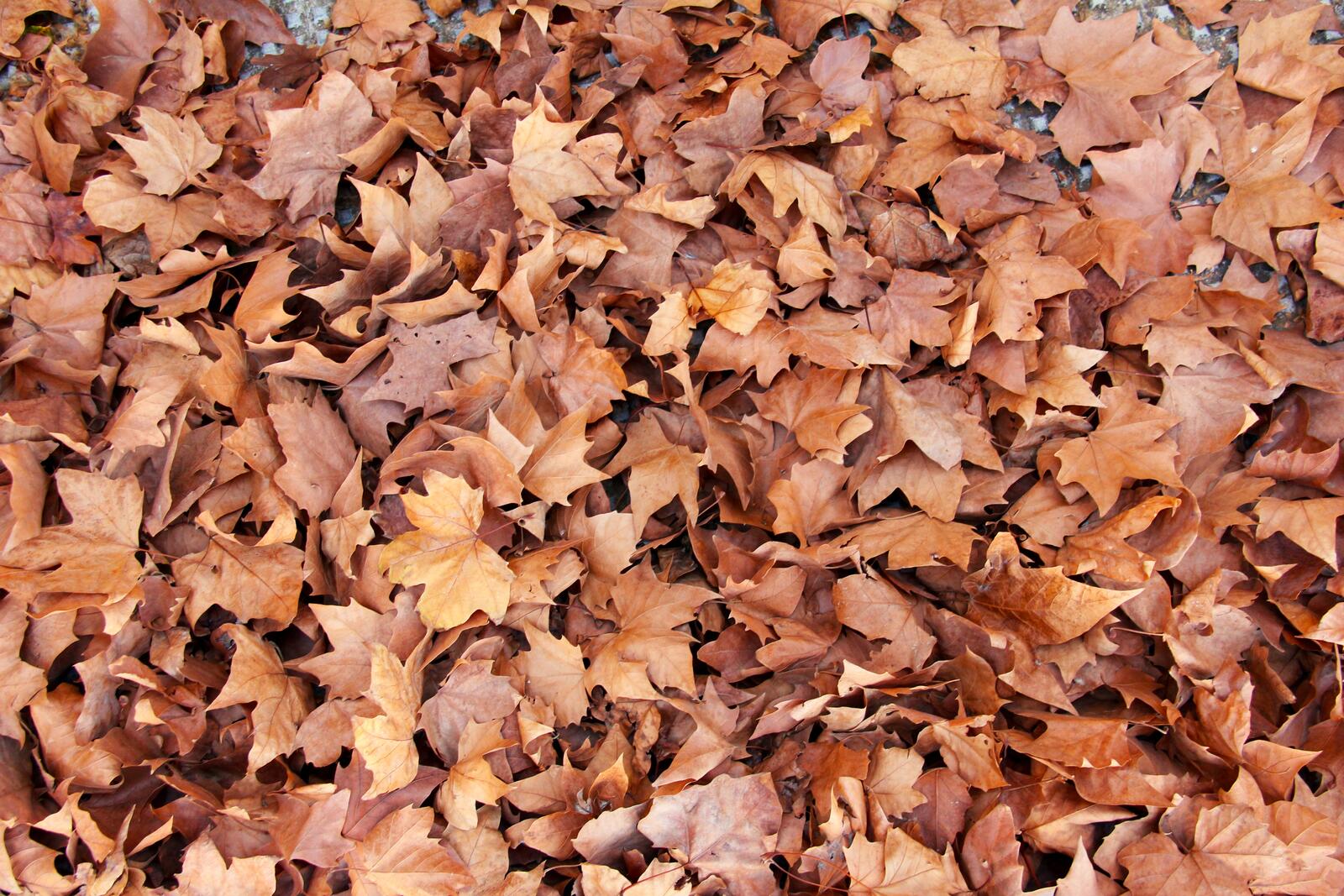 Free photo Dry leaves on the ground
