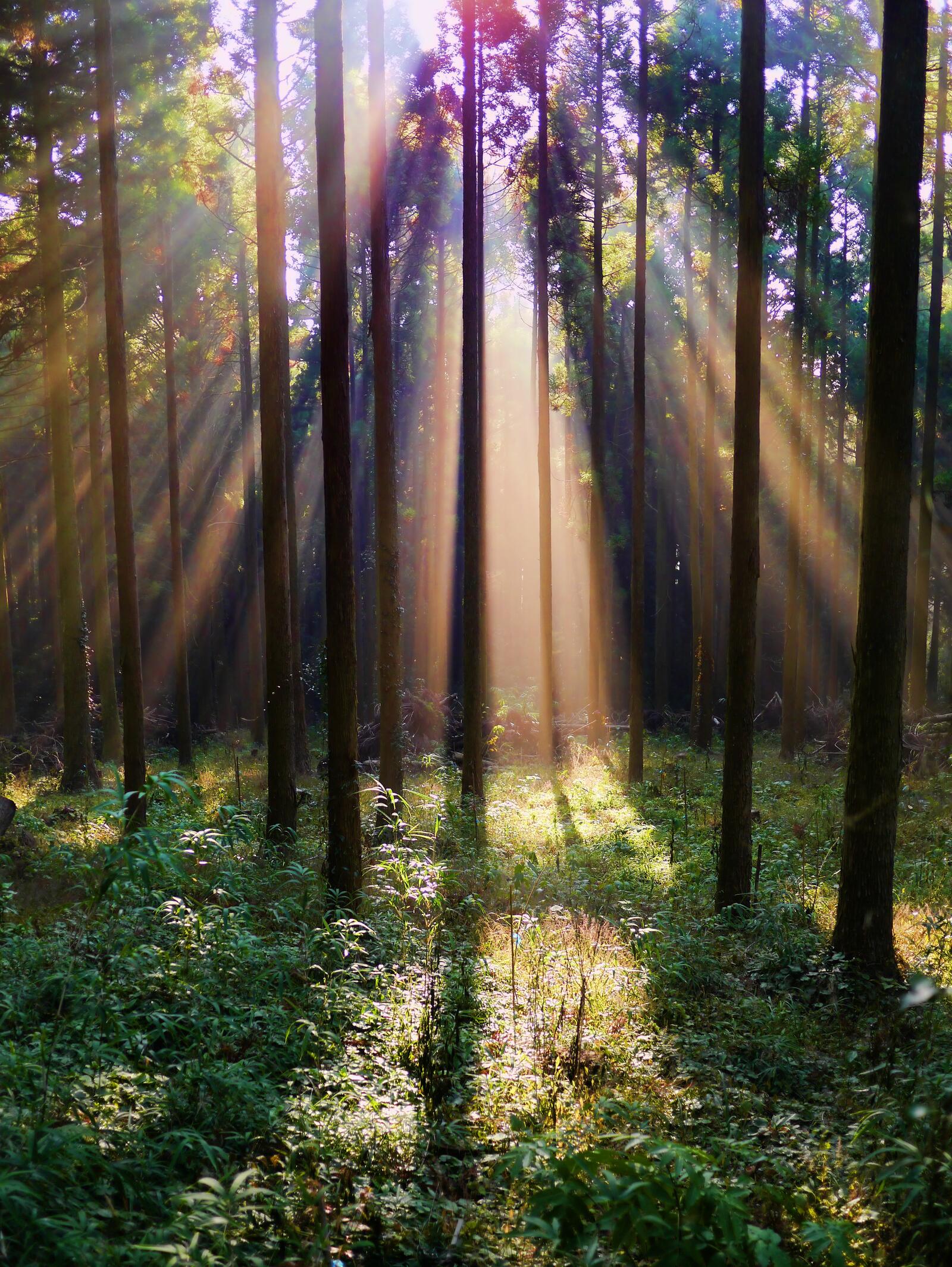 Free photo The sun in the coniferous forest