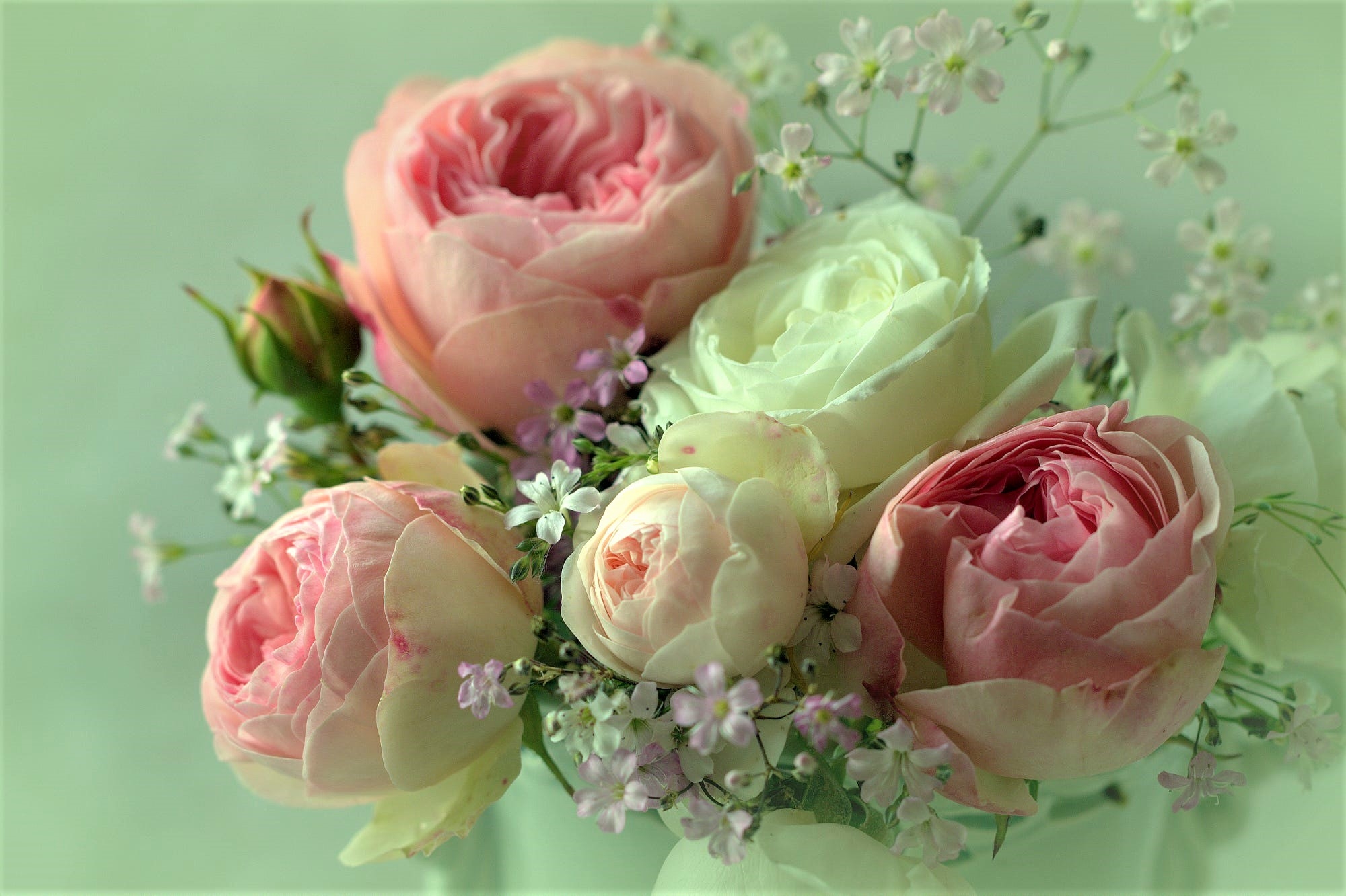 桌面上的壁纸墙纸 彩色的玫瑰花 花束 鲜花