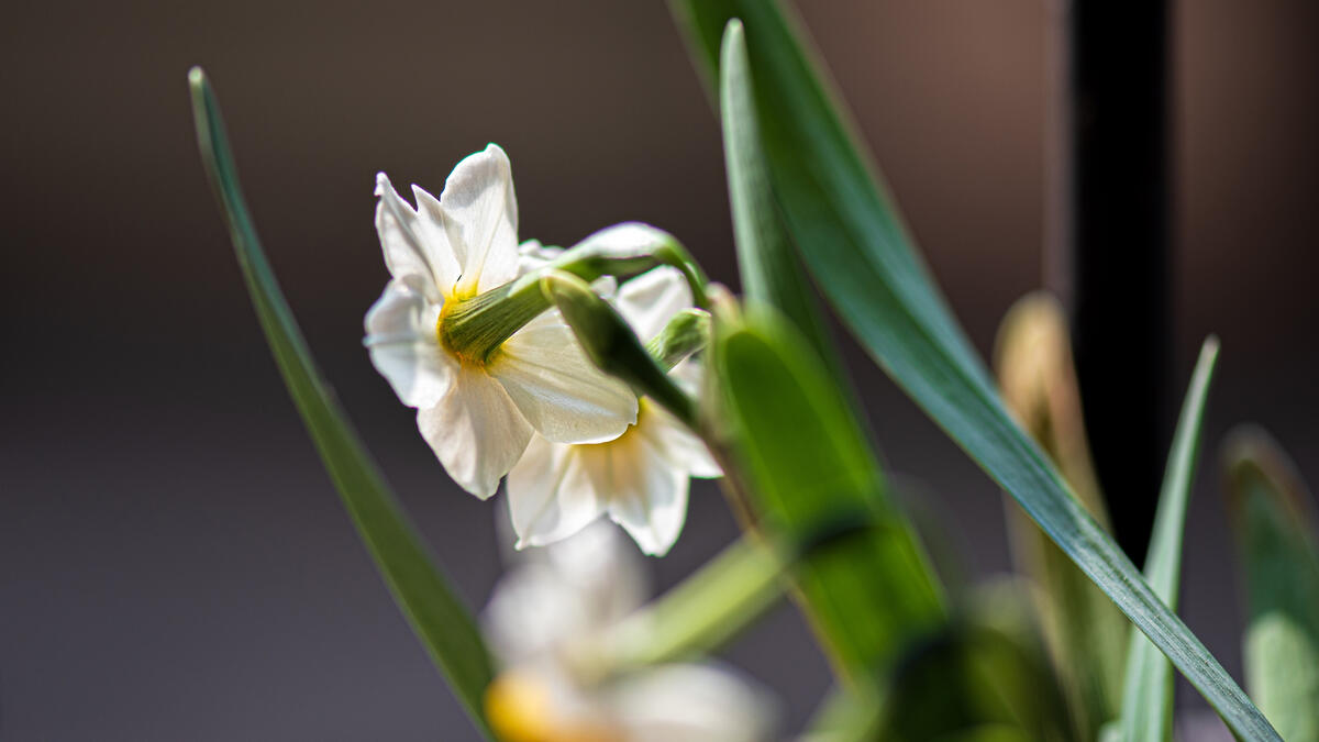 The reverse side of the daffodil flower
