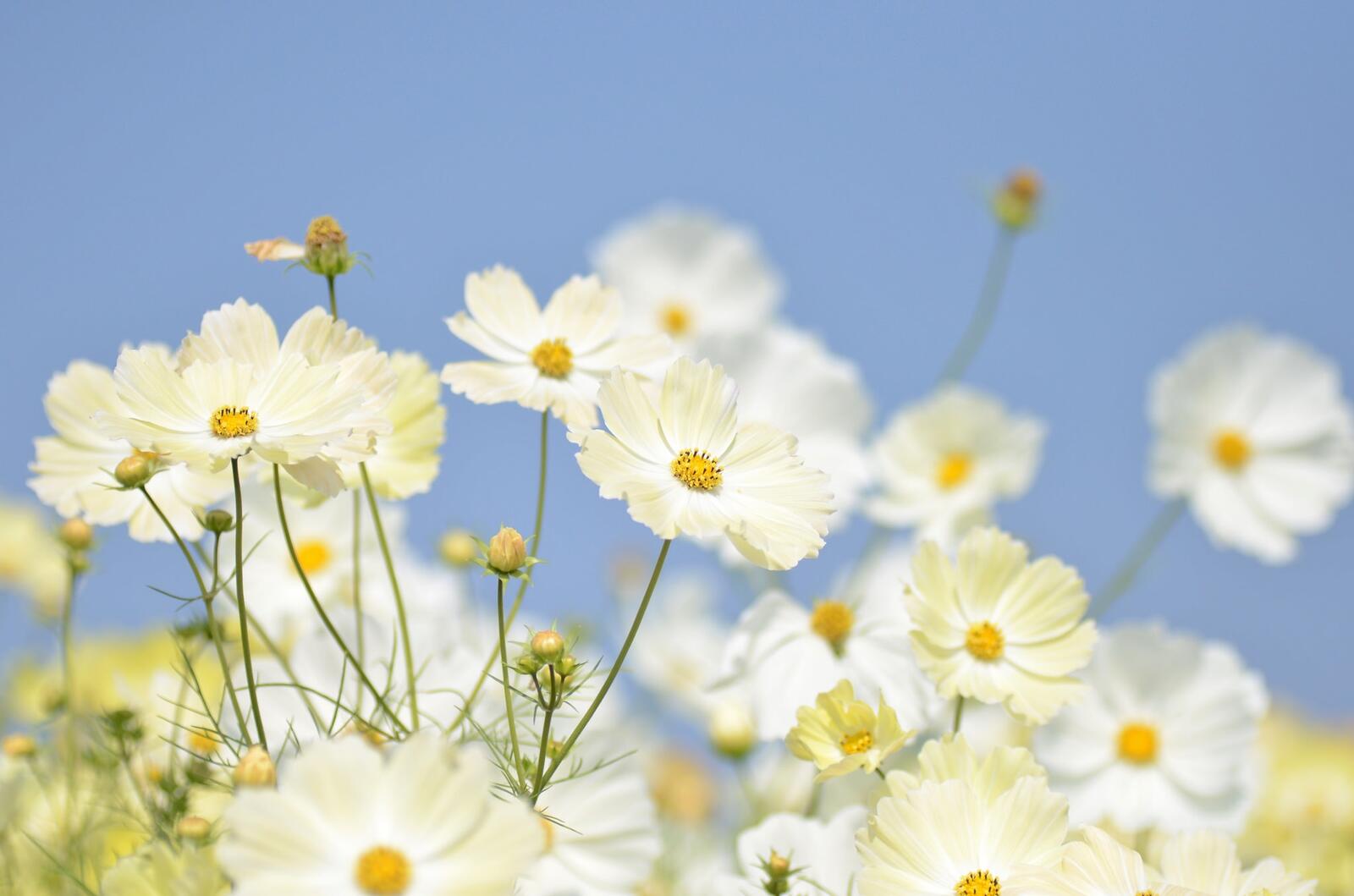 Бесплатное фото Кустарник цветов с белыми лепестками
