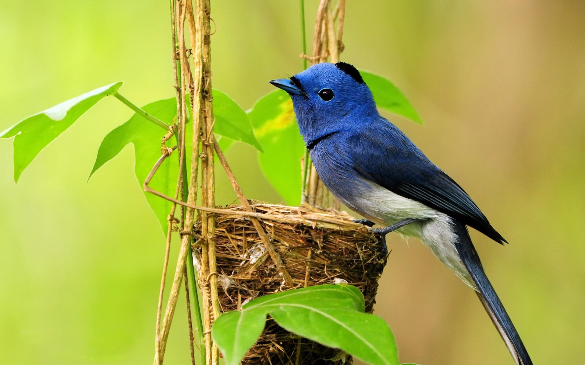 Бесплатное фото Синяя птичка