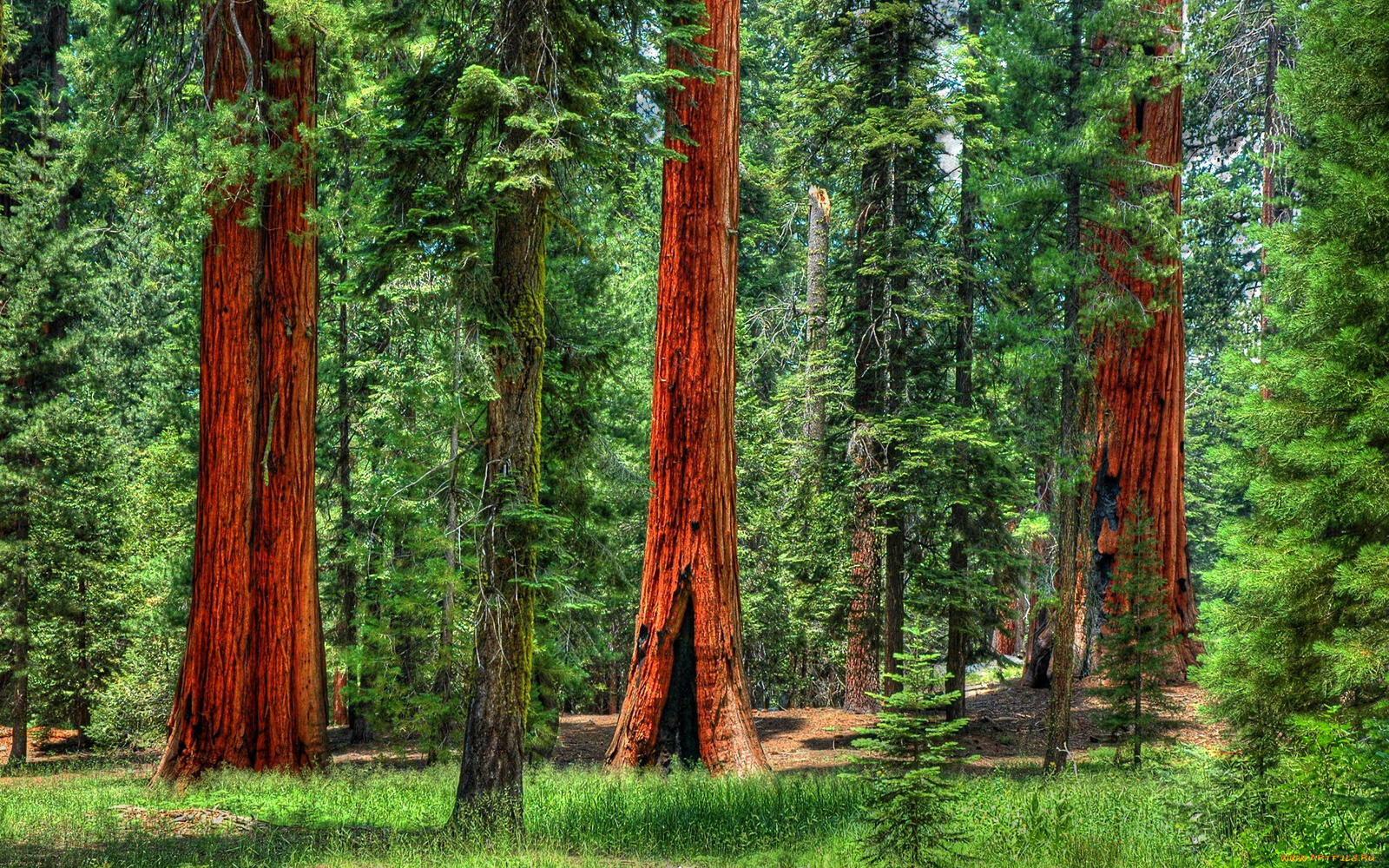 Free photo Century-old sequoias