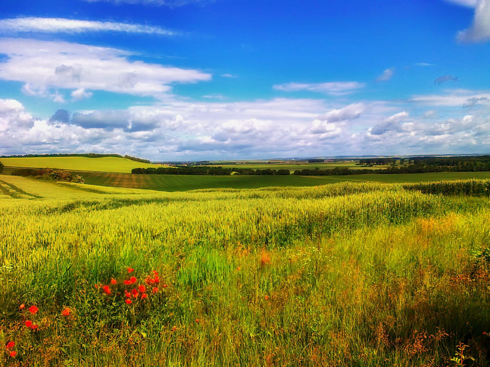Бесплатное фото Большое летнее поле с зеленой травой