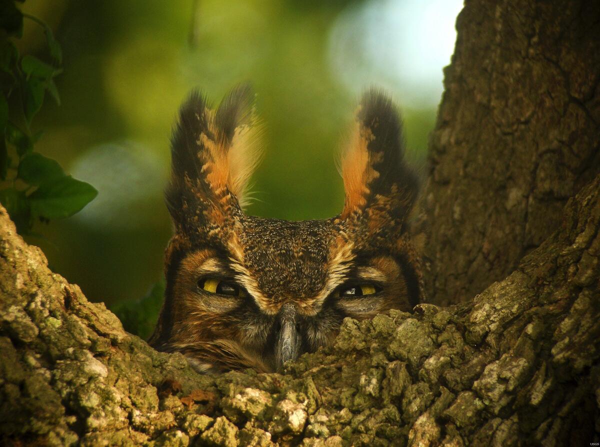 A sleepy owl peeks out from behind a tree