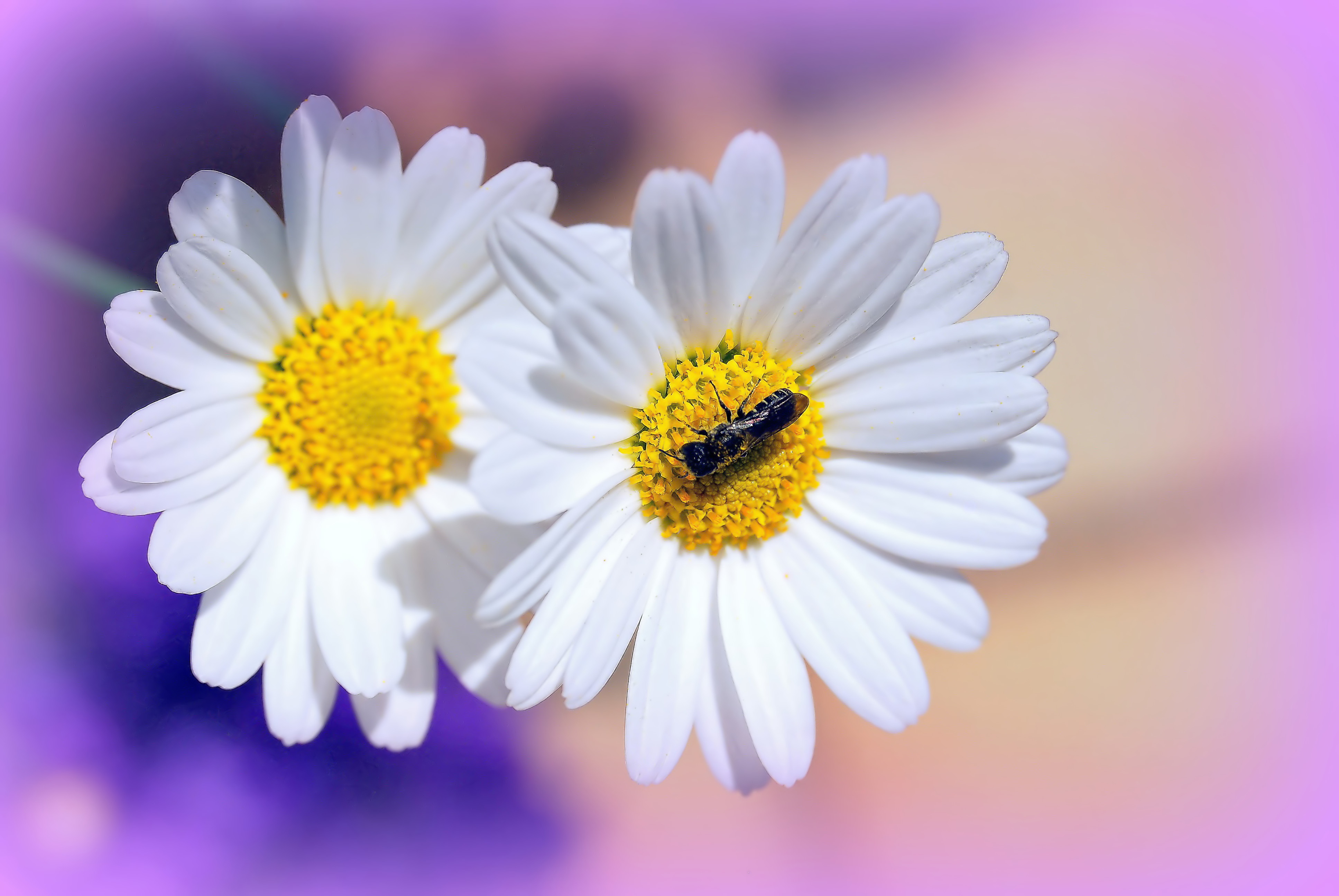 免费照片两朵雏菊和一只昆虫