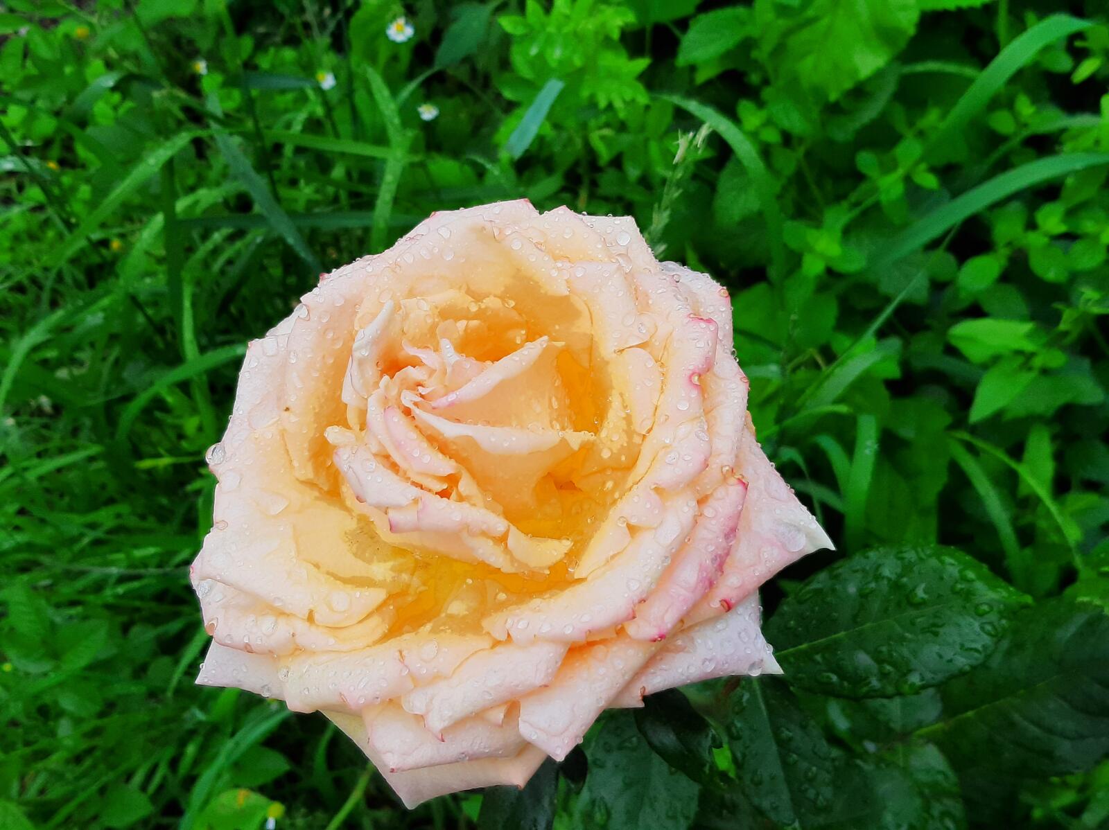 Free photo A beautiful peach rose with droplets