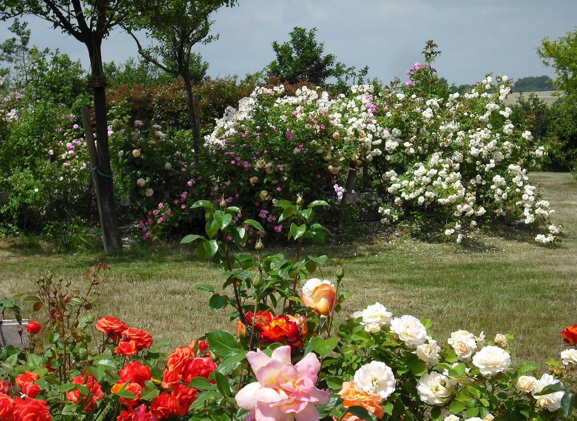 Обои розы цветы кустарники на рабочий стол