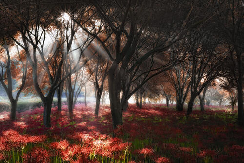 Деревья в парке южной Кореи в солнечную погоду