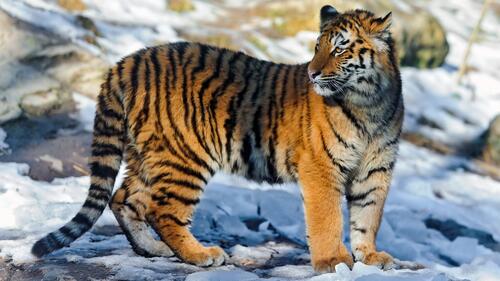 Молодой тигр в зимнем лесу