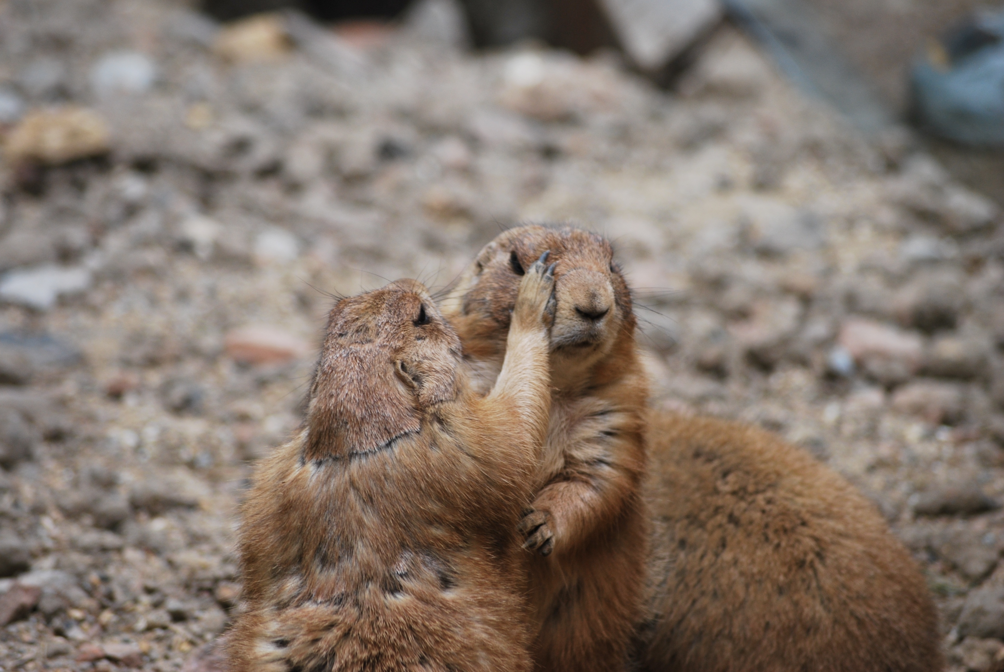 Free photo Cute meerkats