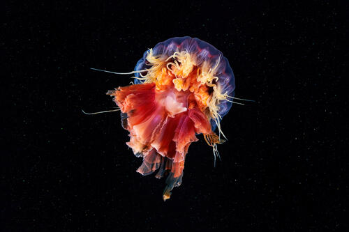 Необычно красивая медуза