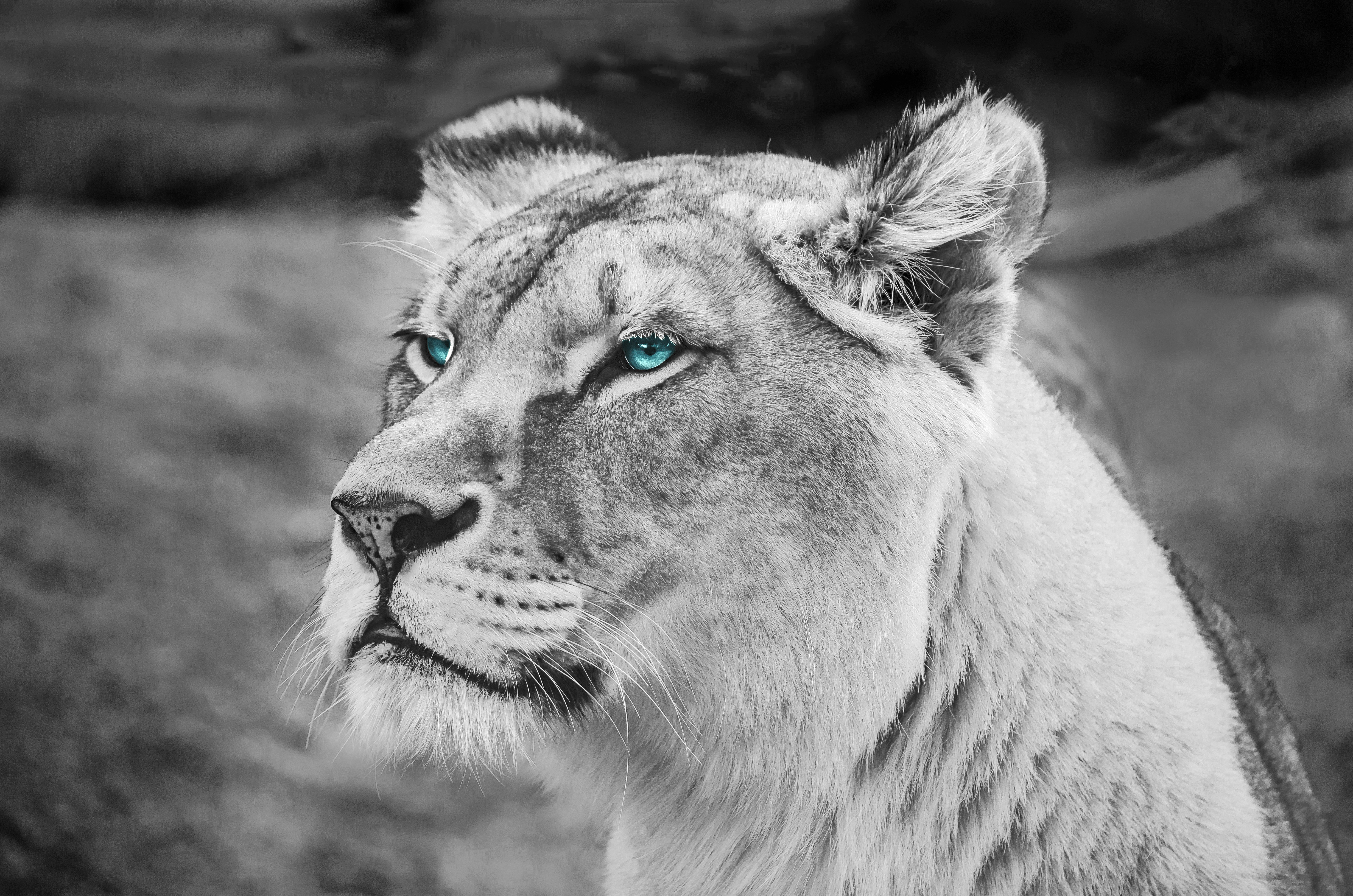 Бесплатное фото Голубоглазая львица