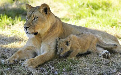 The lion cub hid behind his mom