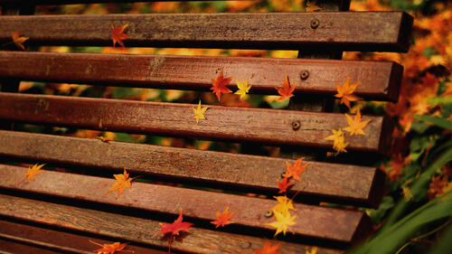 Maple fall leaves lay on a wooden bench