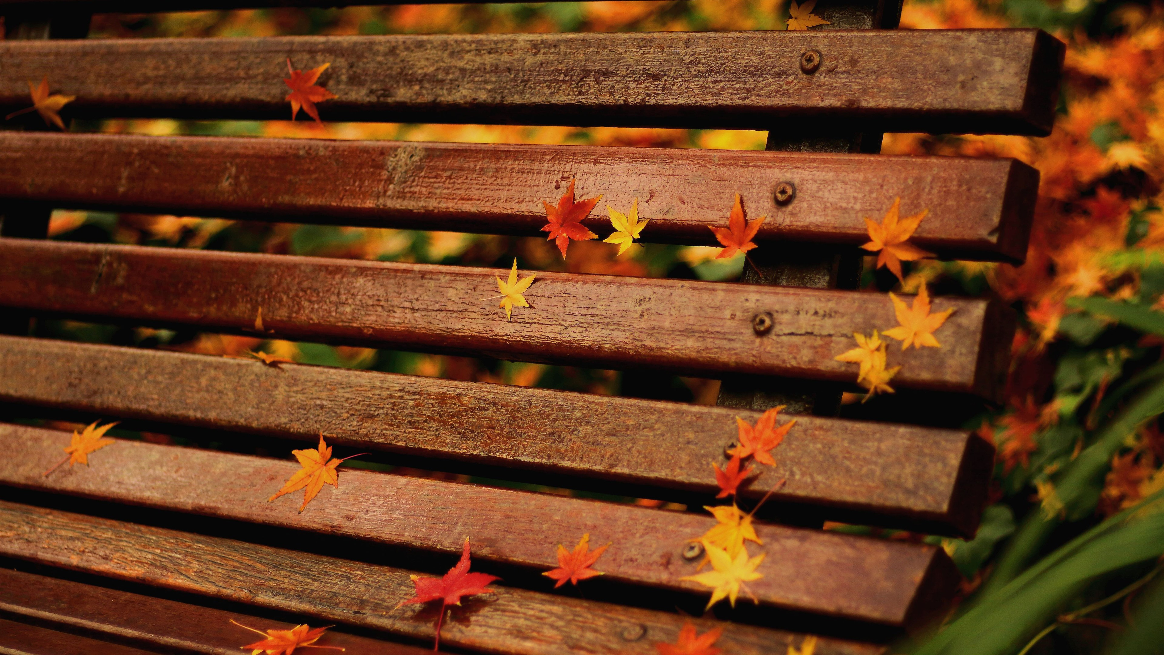 Free photo Maple fall leaves lay on a wooden bench