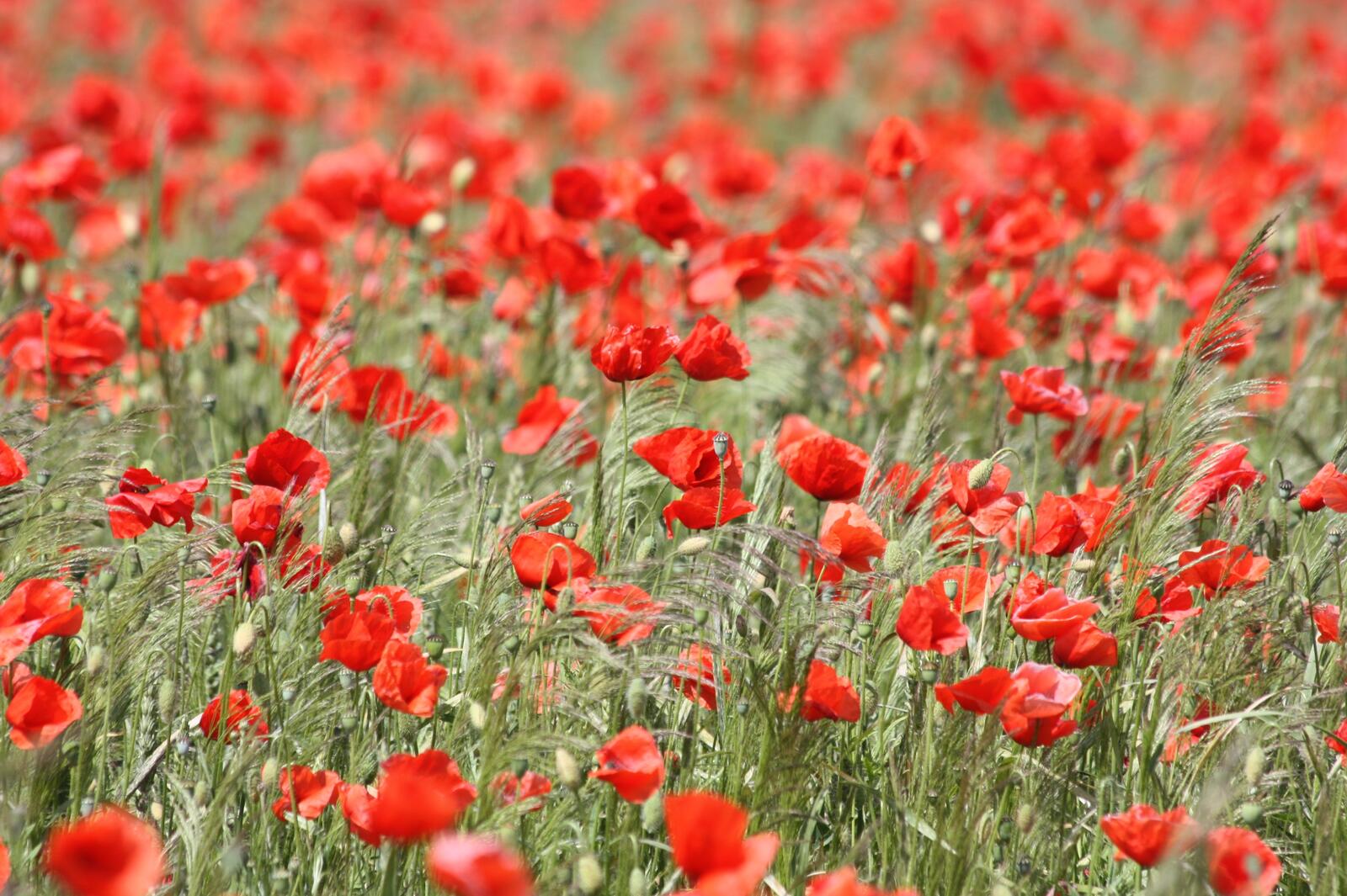 Free photo A field of blooming poppies