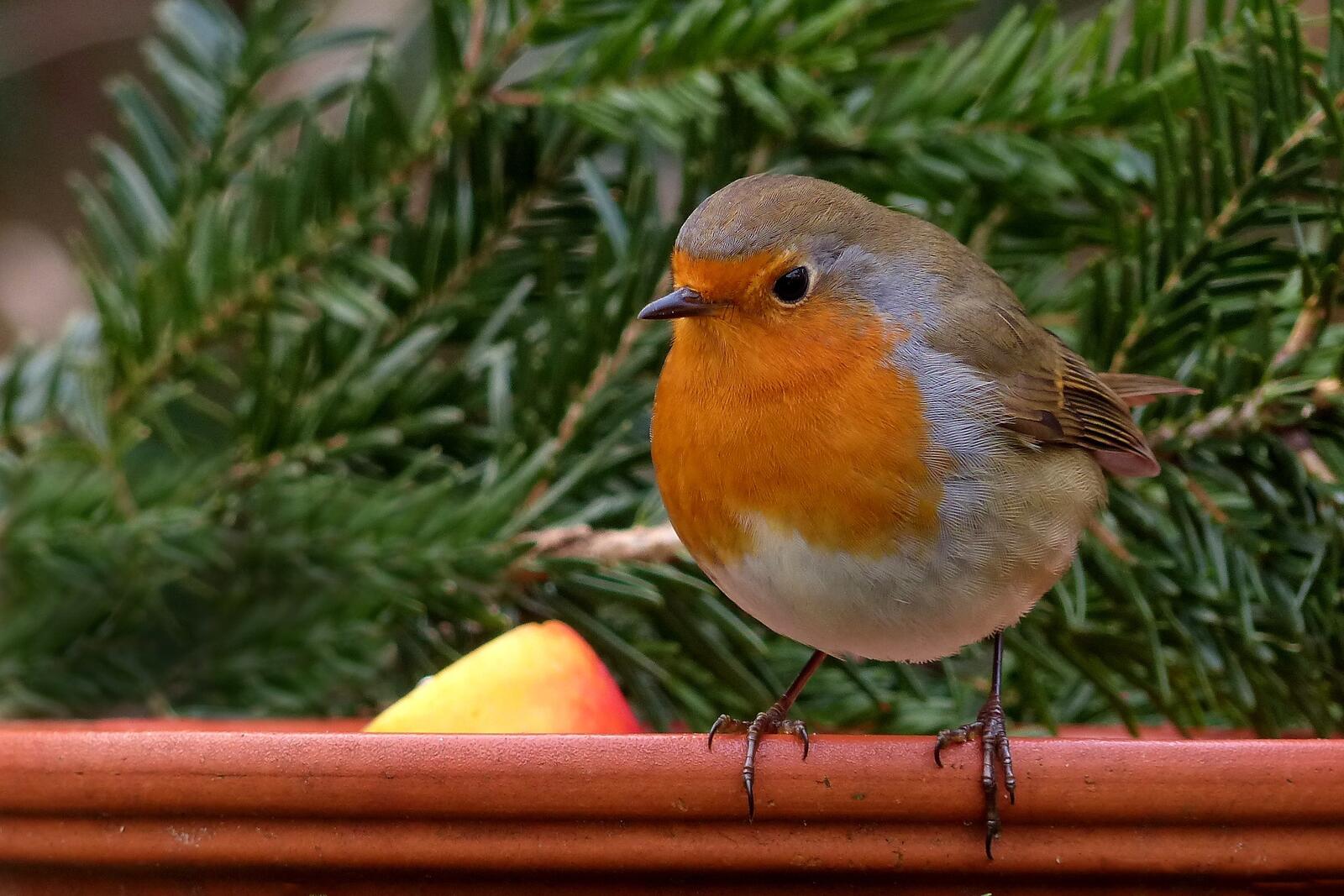 Бесплатное фото Птичка с оранжевой грудкой