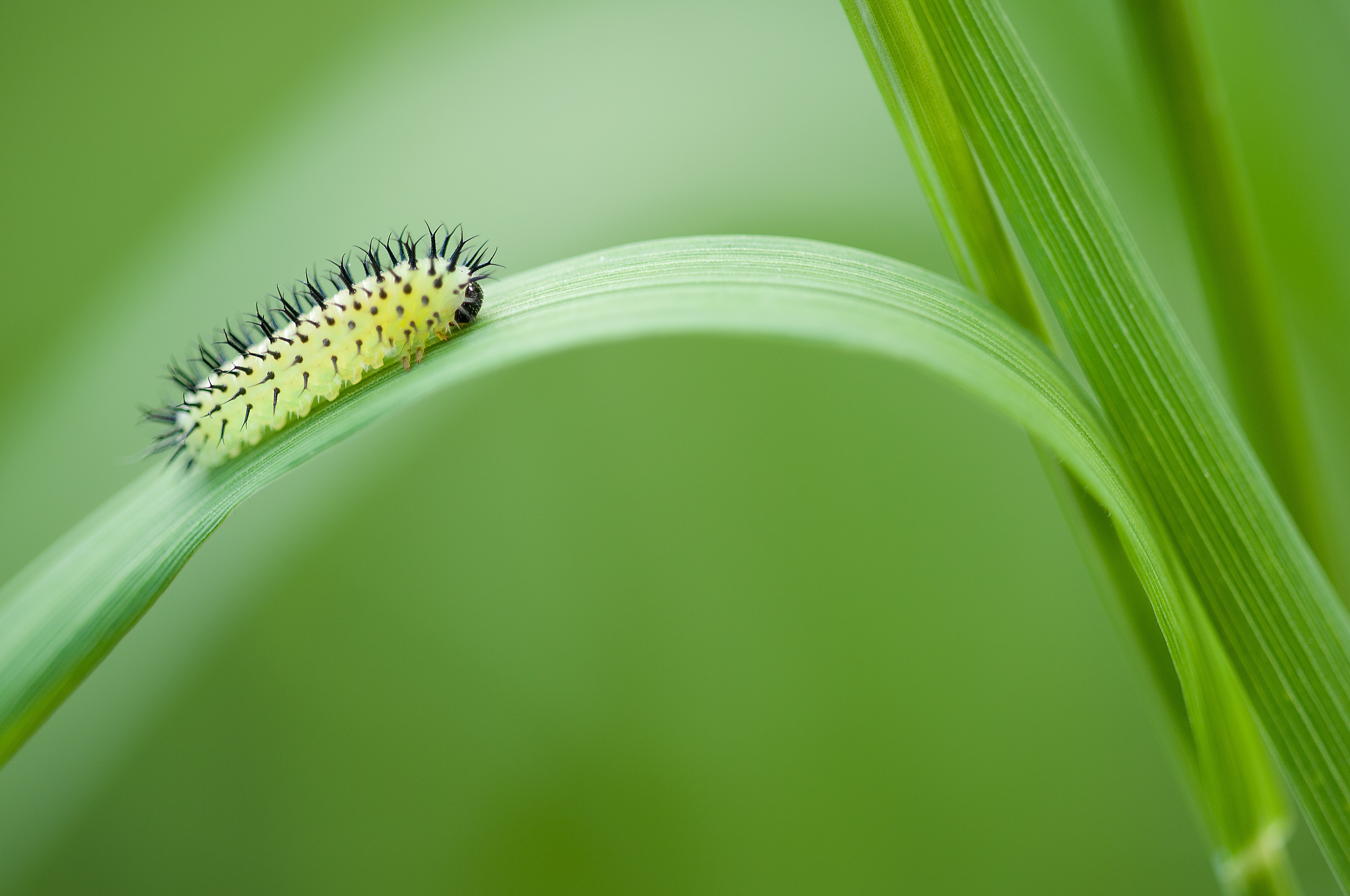 A caterpillar crawls through the grass.