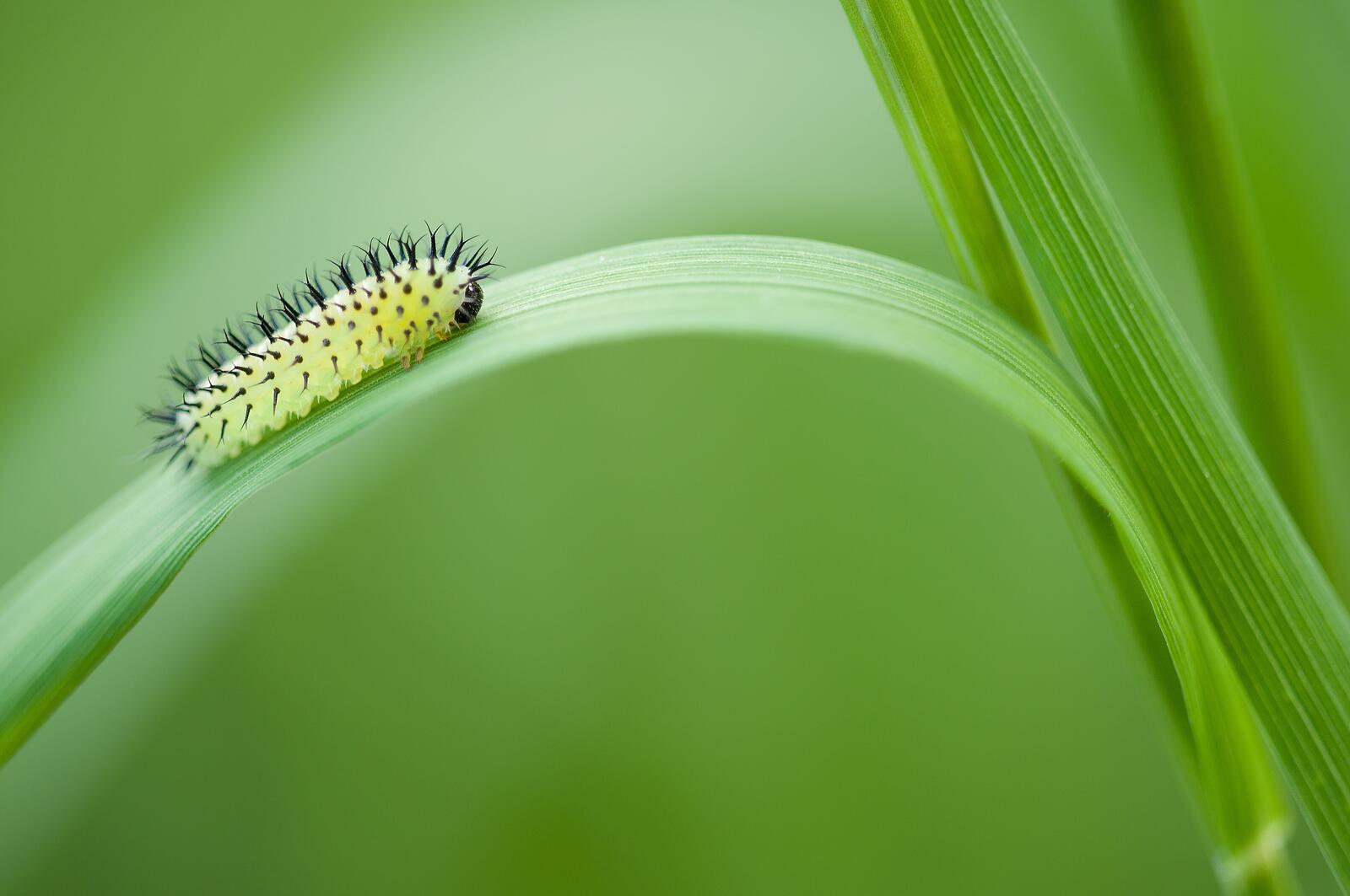 Free photo A caterpillar crawls through the grass.