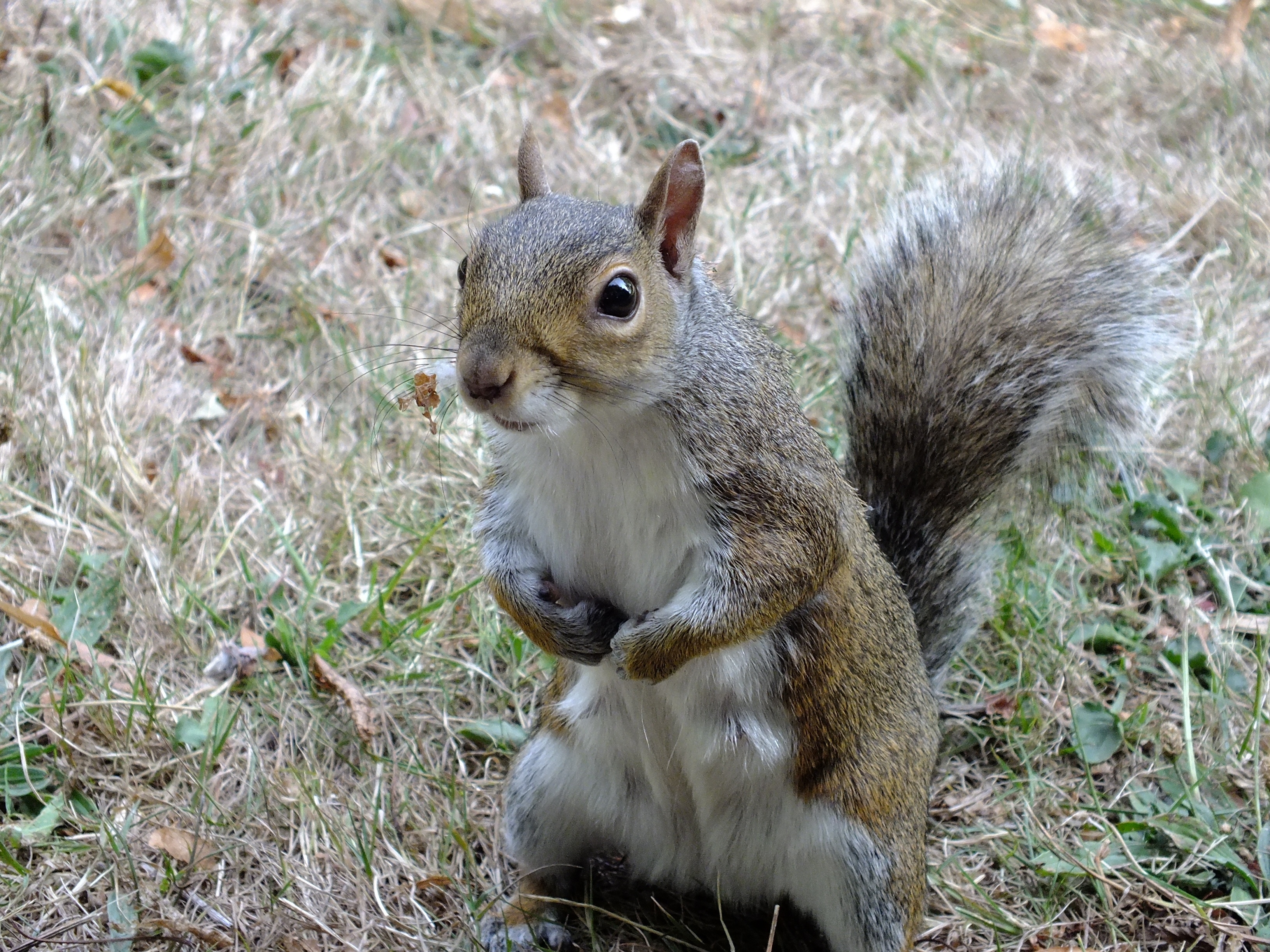 The squirrel stands looking at the camera