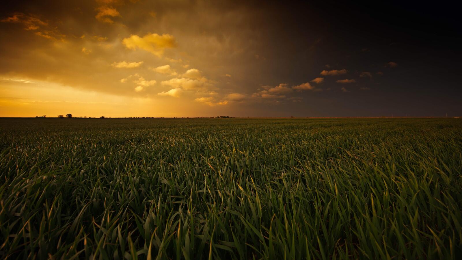 Бесплатное фото Большое поле с зеленой травой на закате