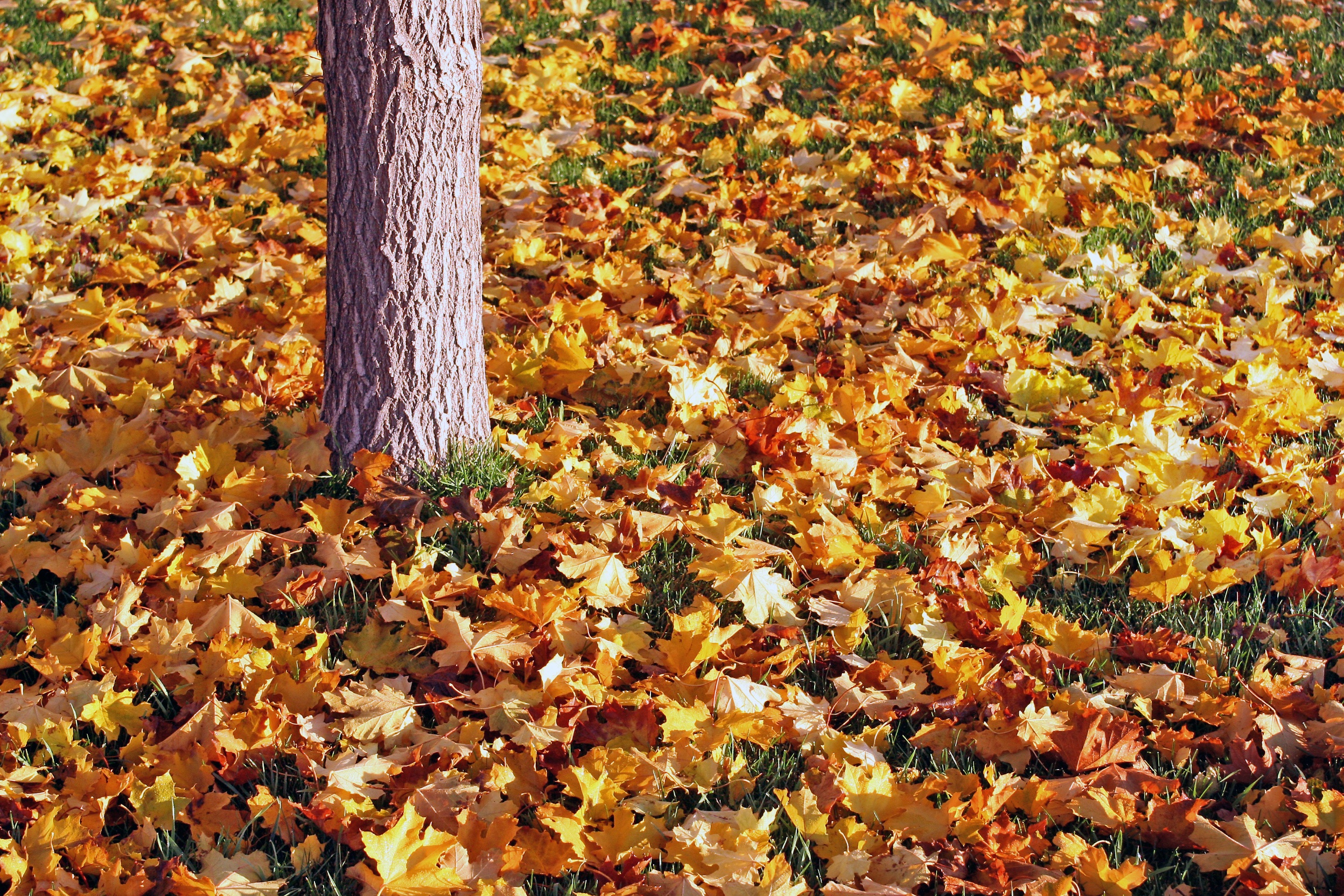 Fallen yellow leaves lie at the roots of the tree