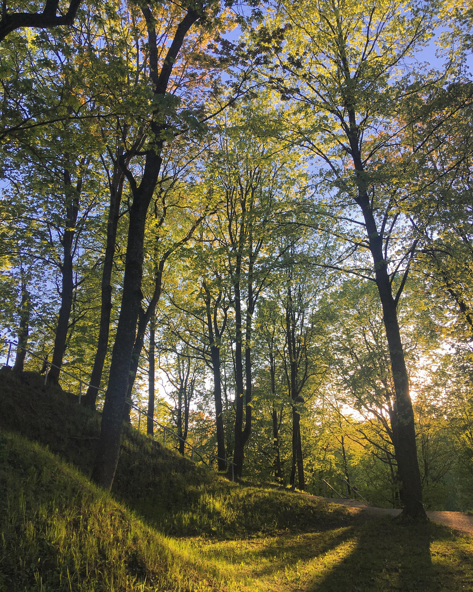 Бесплатное фото Солнечный день в летнем лесу