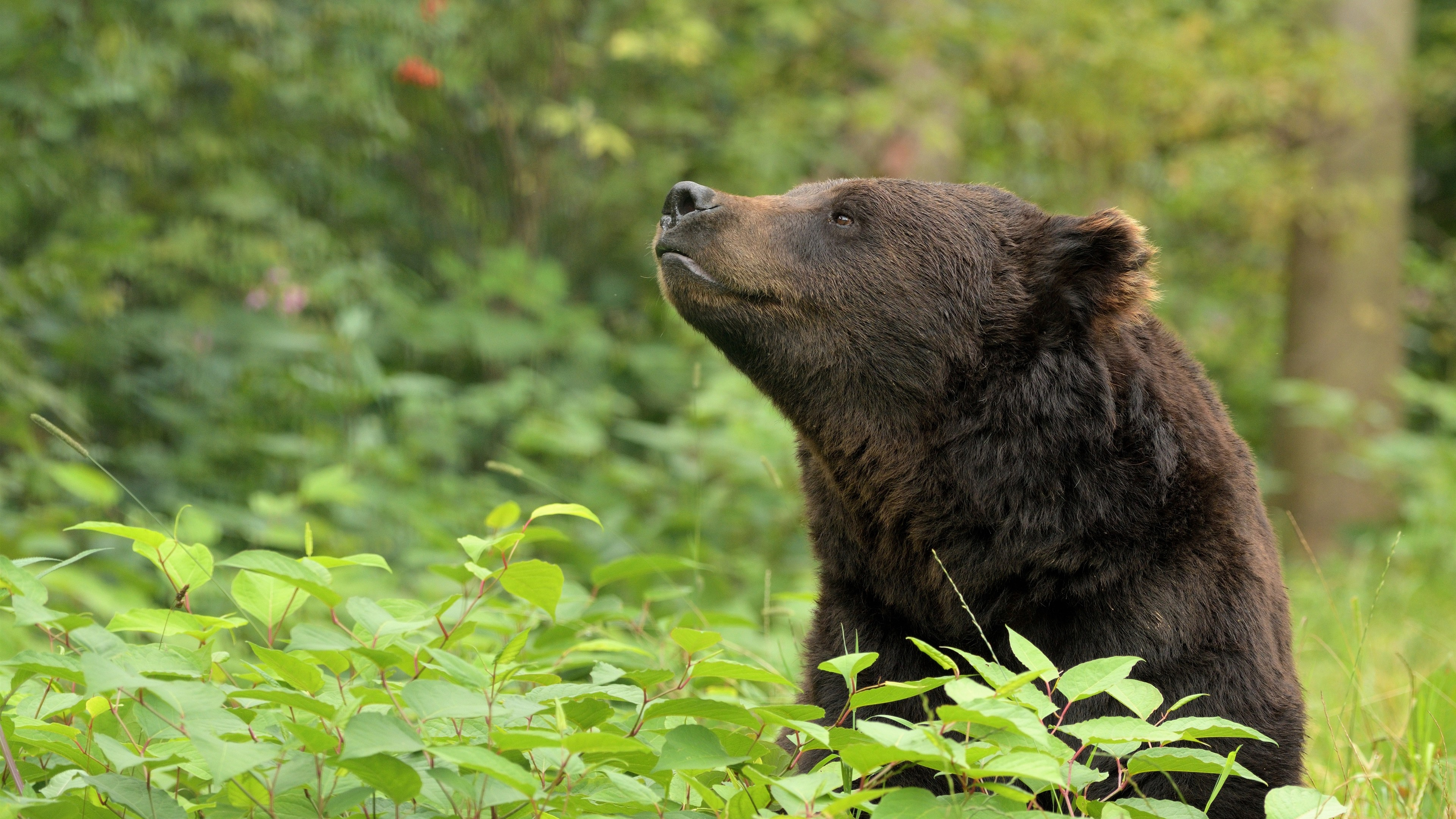 Photo free wallpaper bear, wild, forest