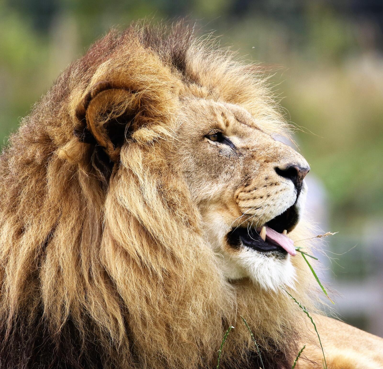 免费照片狮子躲着太阳，伸着舌头躺着