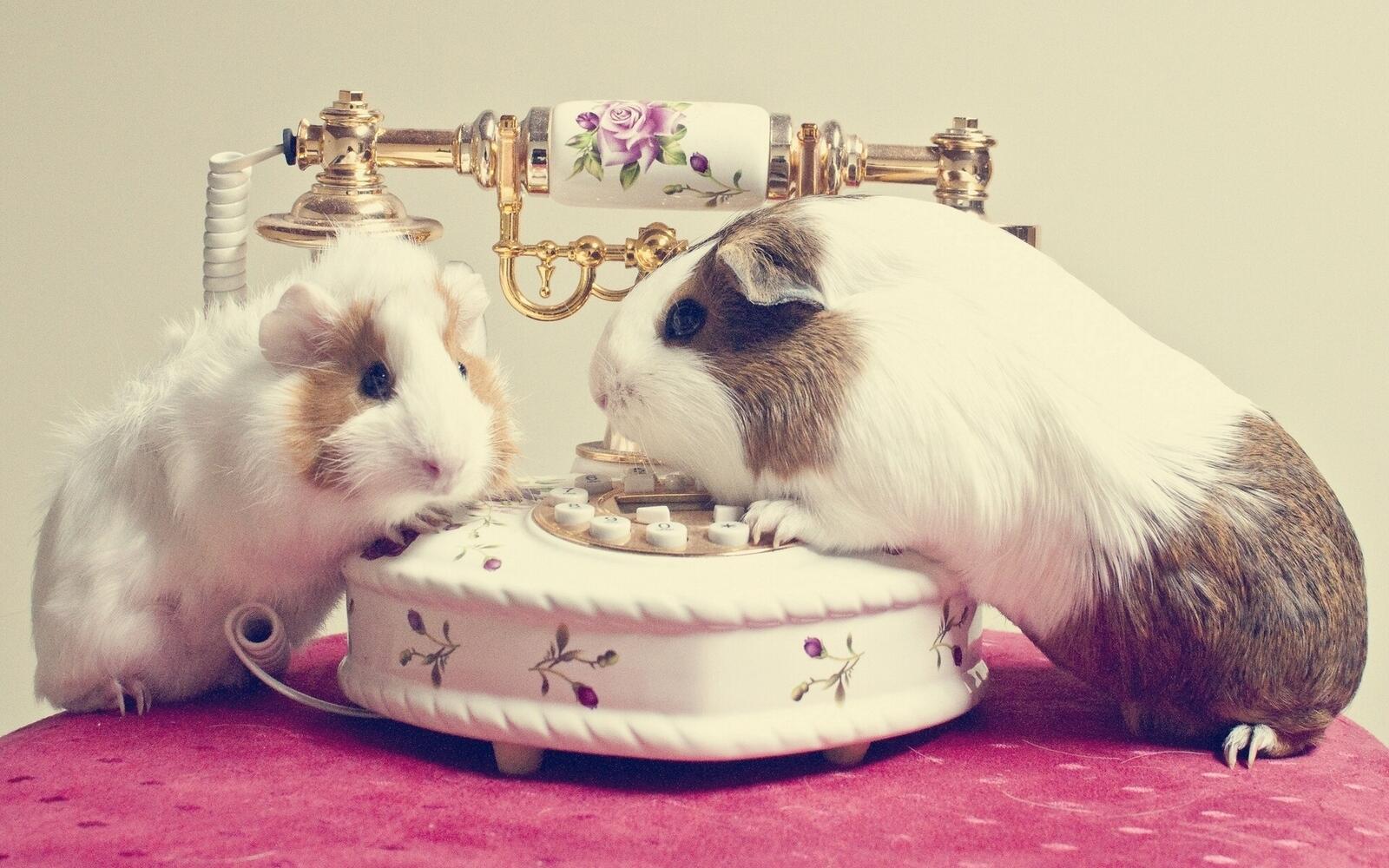 Wallpapers animals guinea pigs phone on the desktop