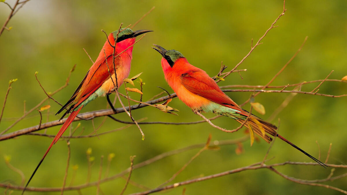Птицы щурки оранжевого цвета