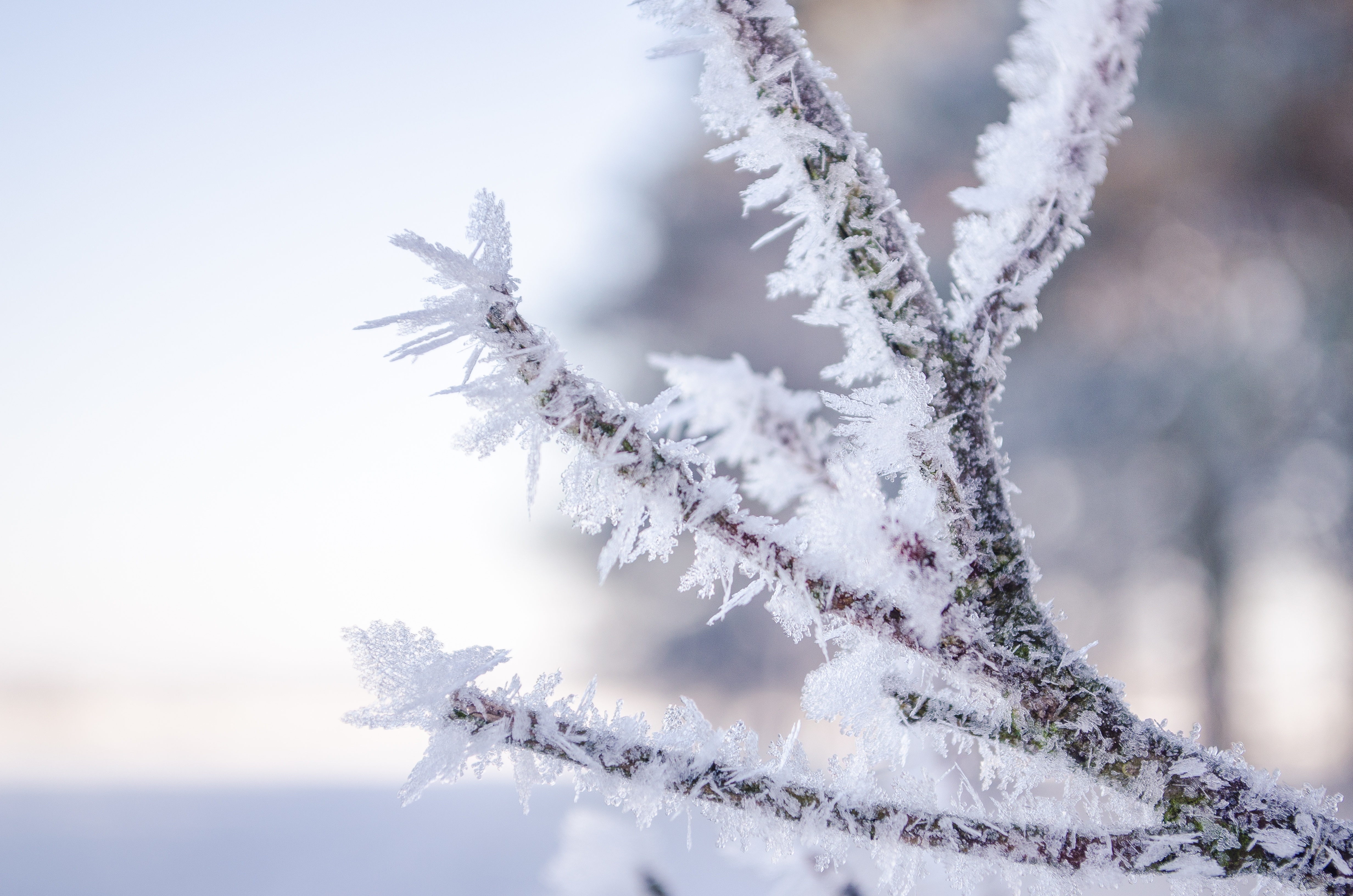 免费照片霜天里覆盖着霜的树枝。