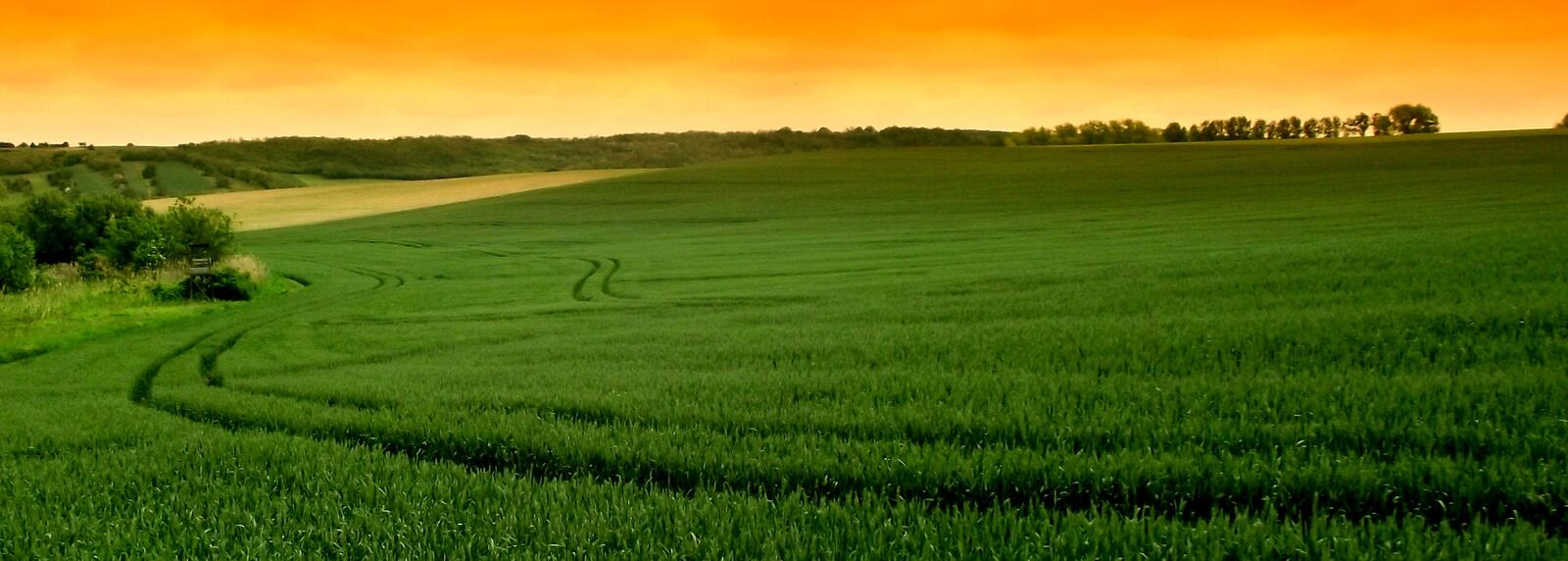 Бесплатное фото Высокая зеленая трава на поле