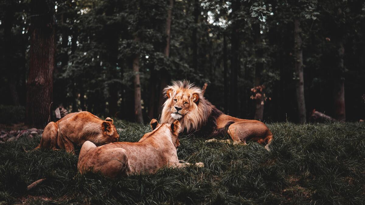 Семья львов отдыхают в лесу
