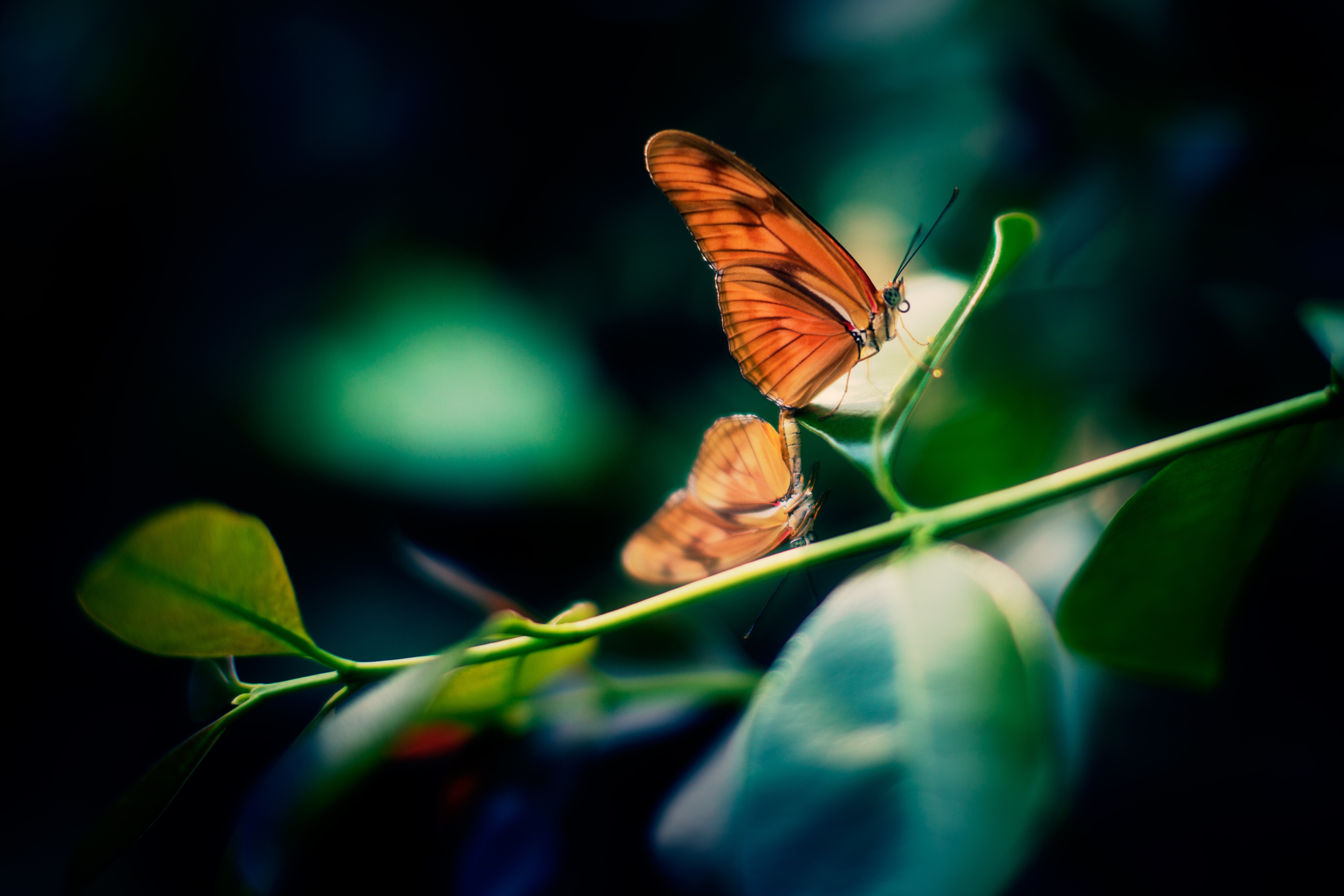 Бесплатное фото Бабочка на веточке с зеленой листвой