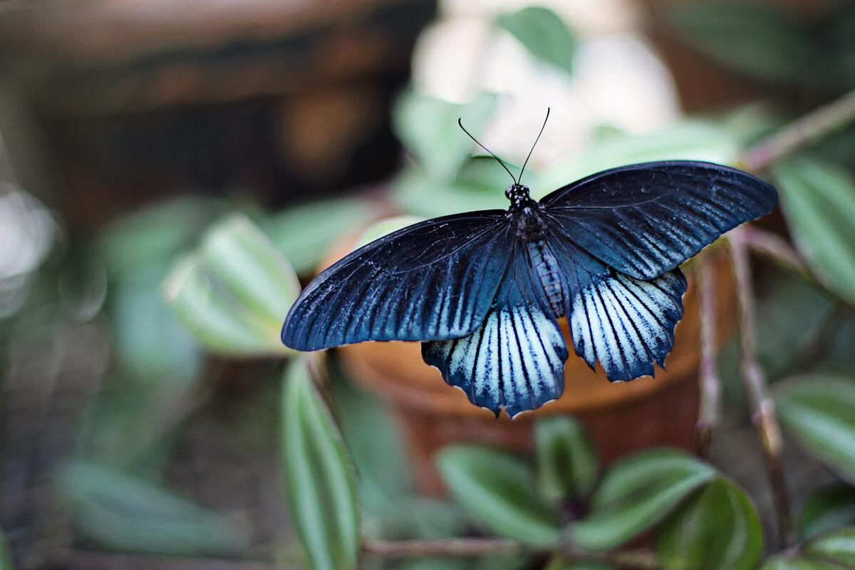 The blue butterfly has spread its wings.