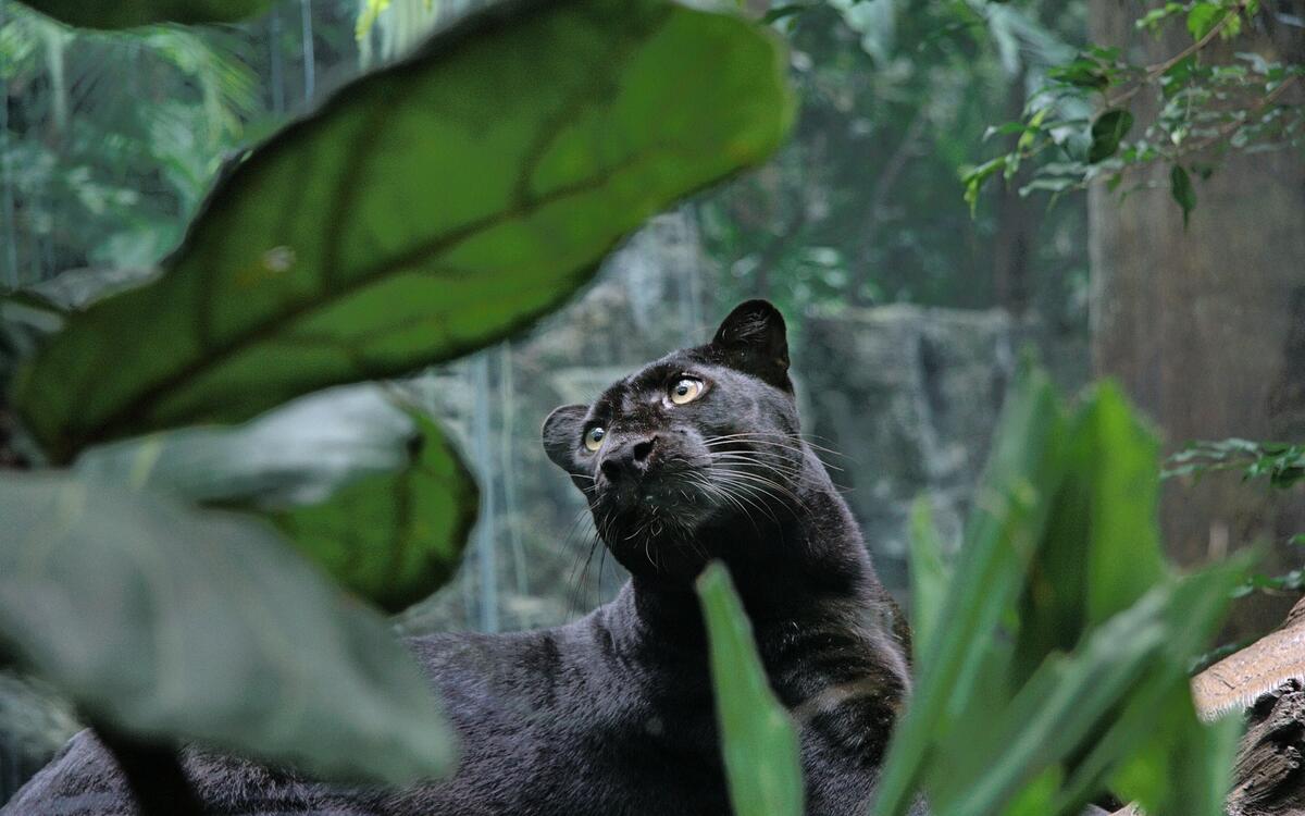 A curious panther