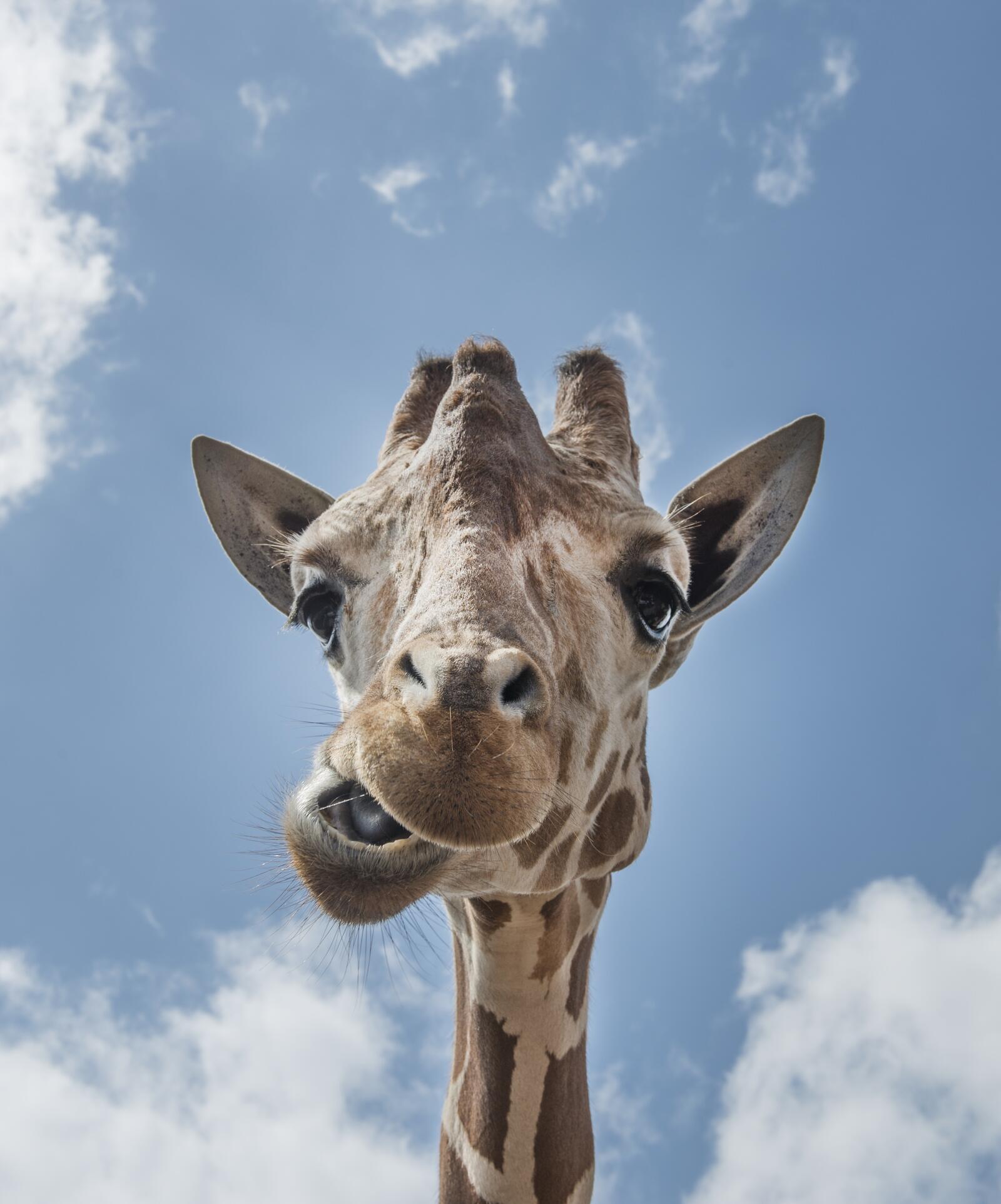 Бесплатное фото Прикольная морда жирафа смотрит прямо в камеру