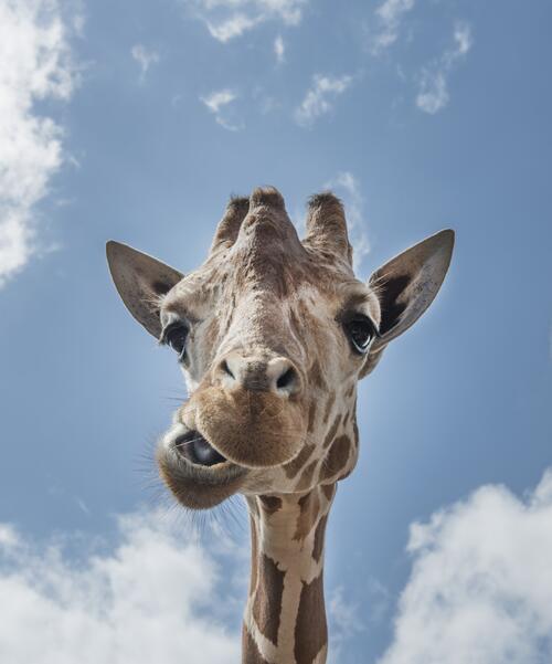 Прикольная морда жирафа смотрит прямо в камеру