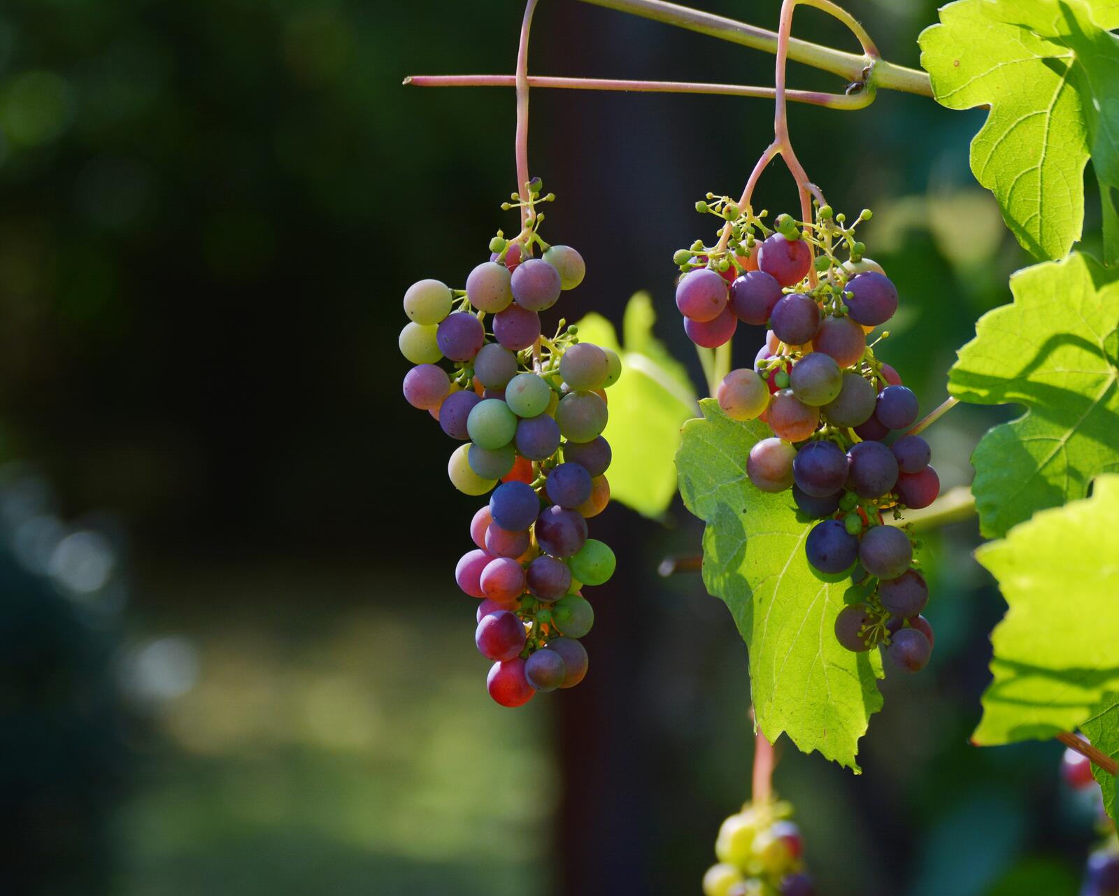 Бесплатное фото Красные сорта винограда на ветке