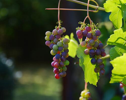 Red varieties of grapes on a branch